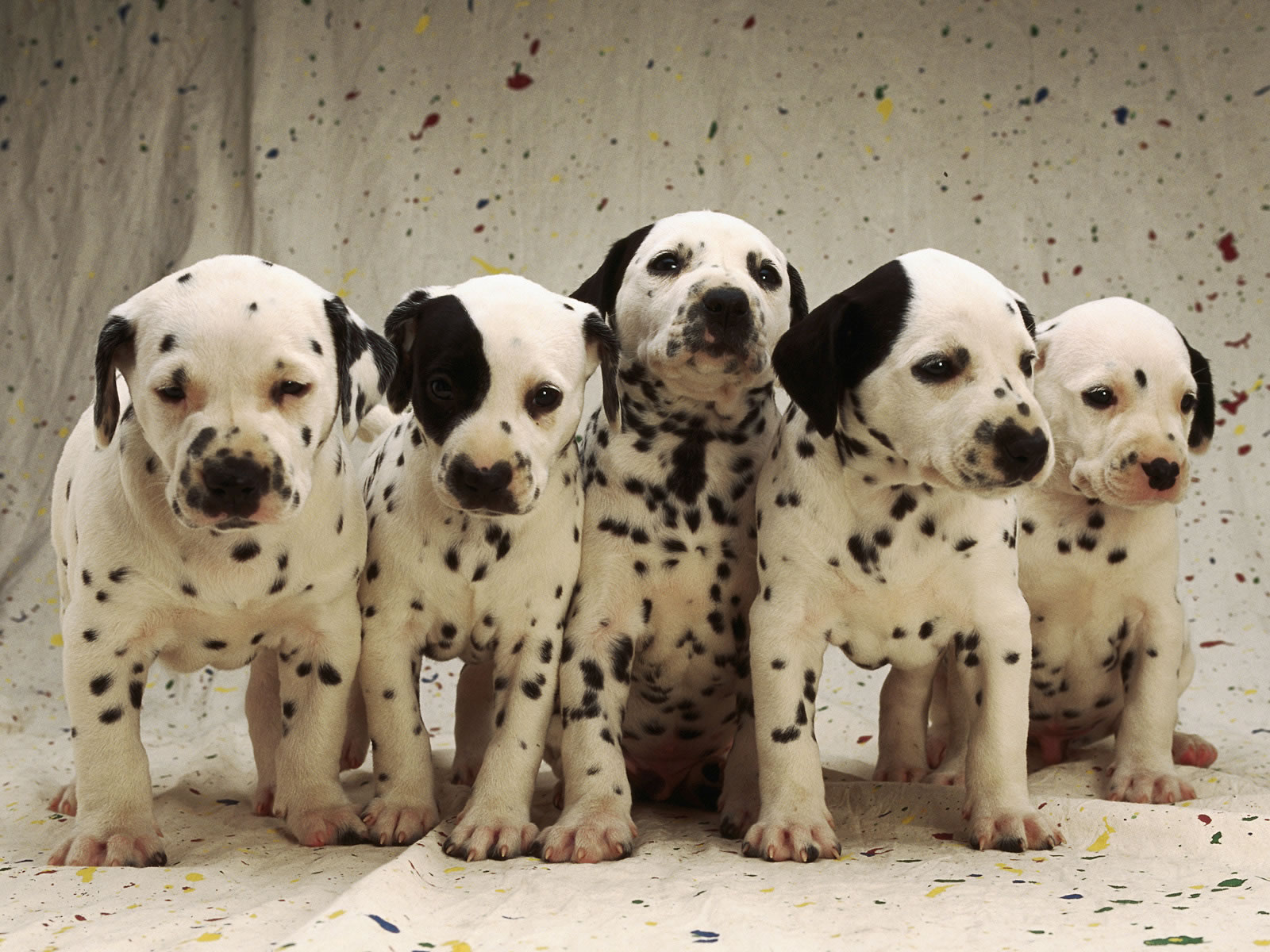 Dalmatian puppies - My Doggy Rocks
