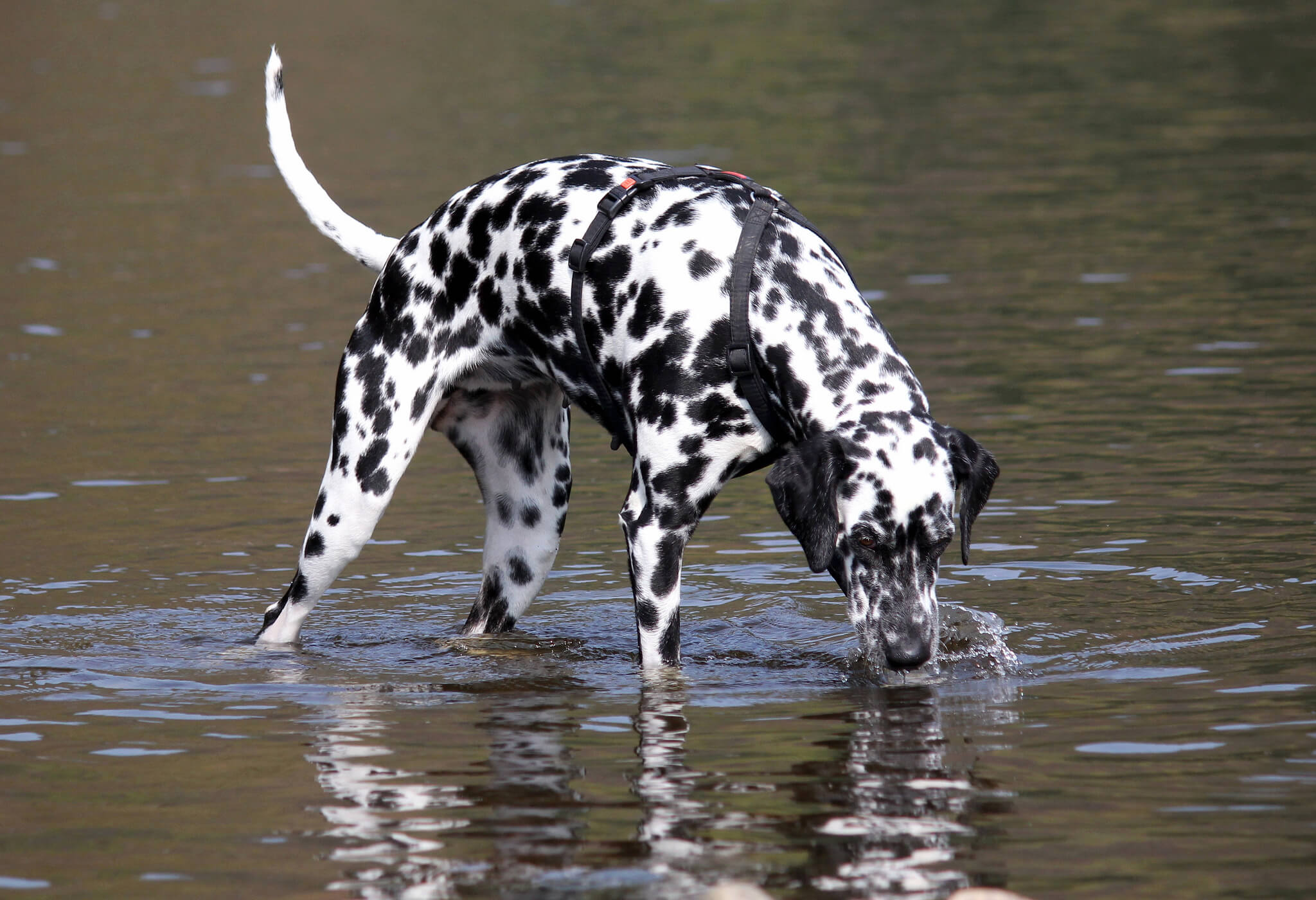 Dalmatian Dog Breed » Information, Pictures, & More
