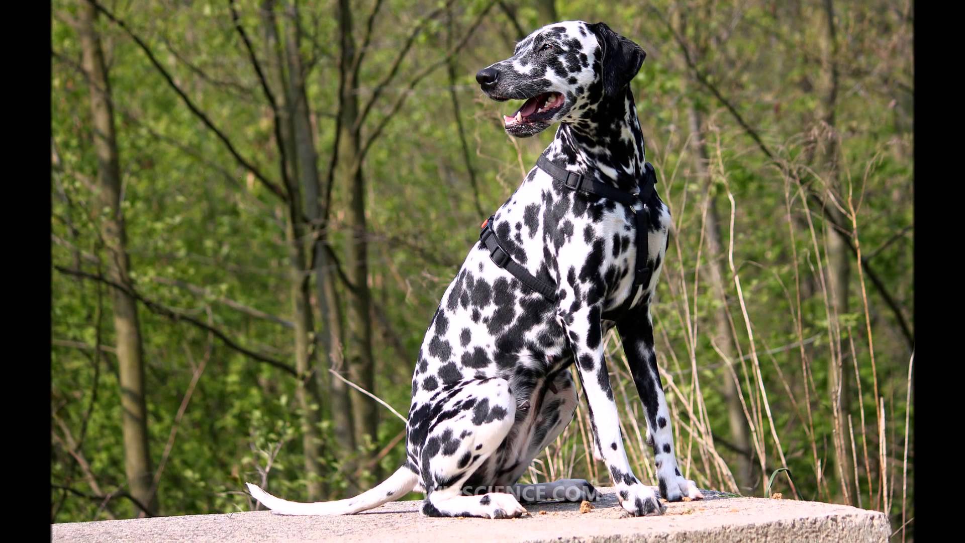 Dalmatian (dog) - Video Learning - WizScience.com - YouTube