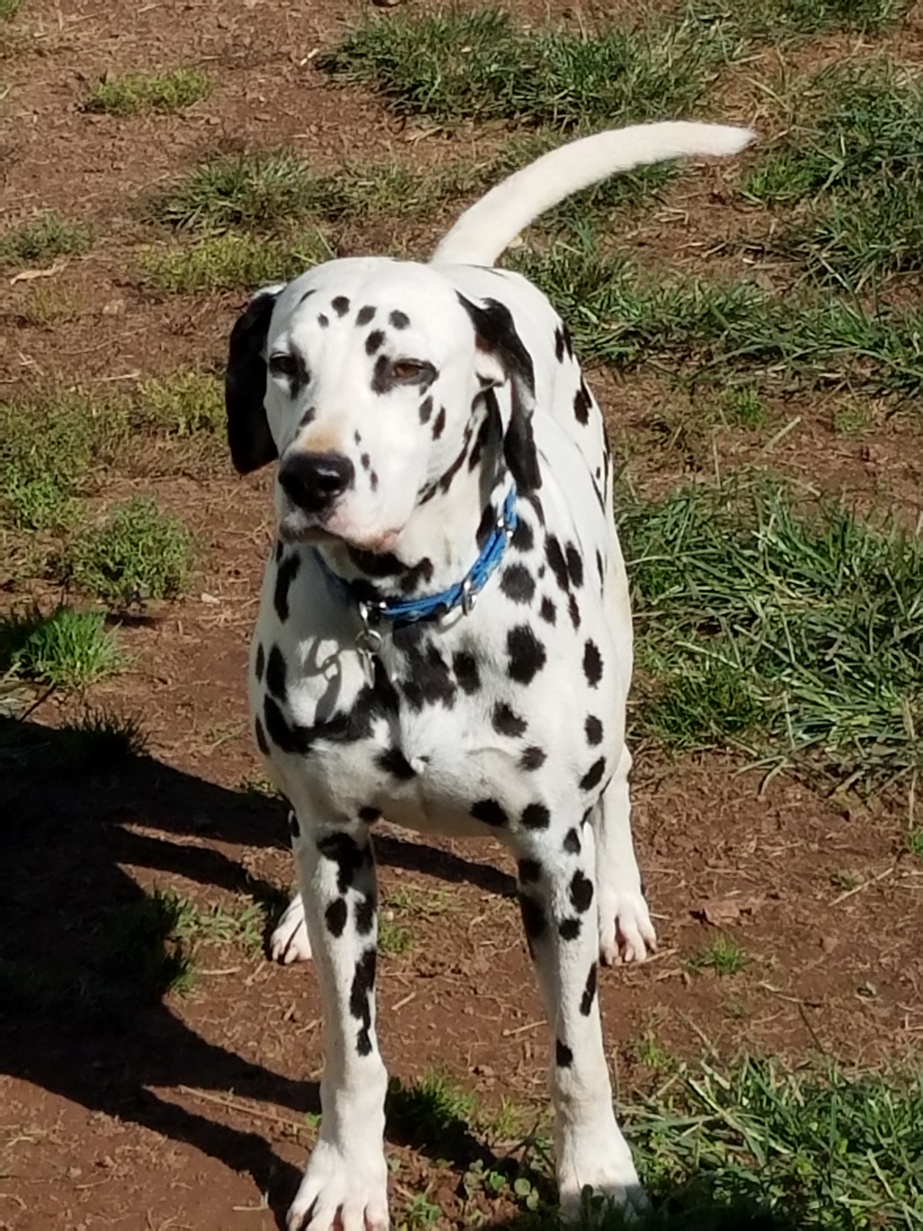 Dog for Adoption – Paintbrush, near Royersford, PA | Petfinder
