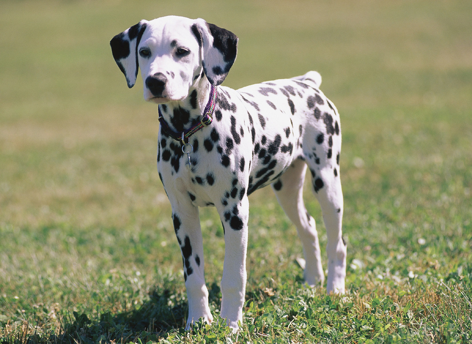 What to feed your dog *Dalmatian* : Natural Pet LLC