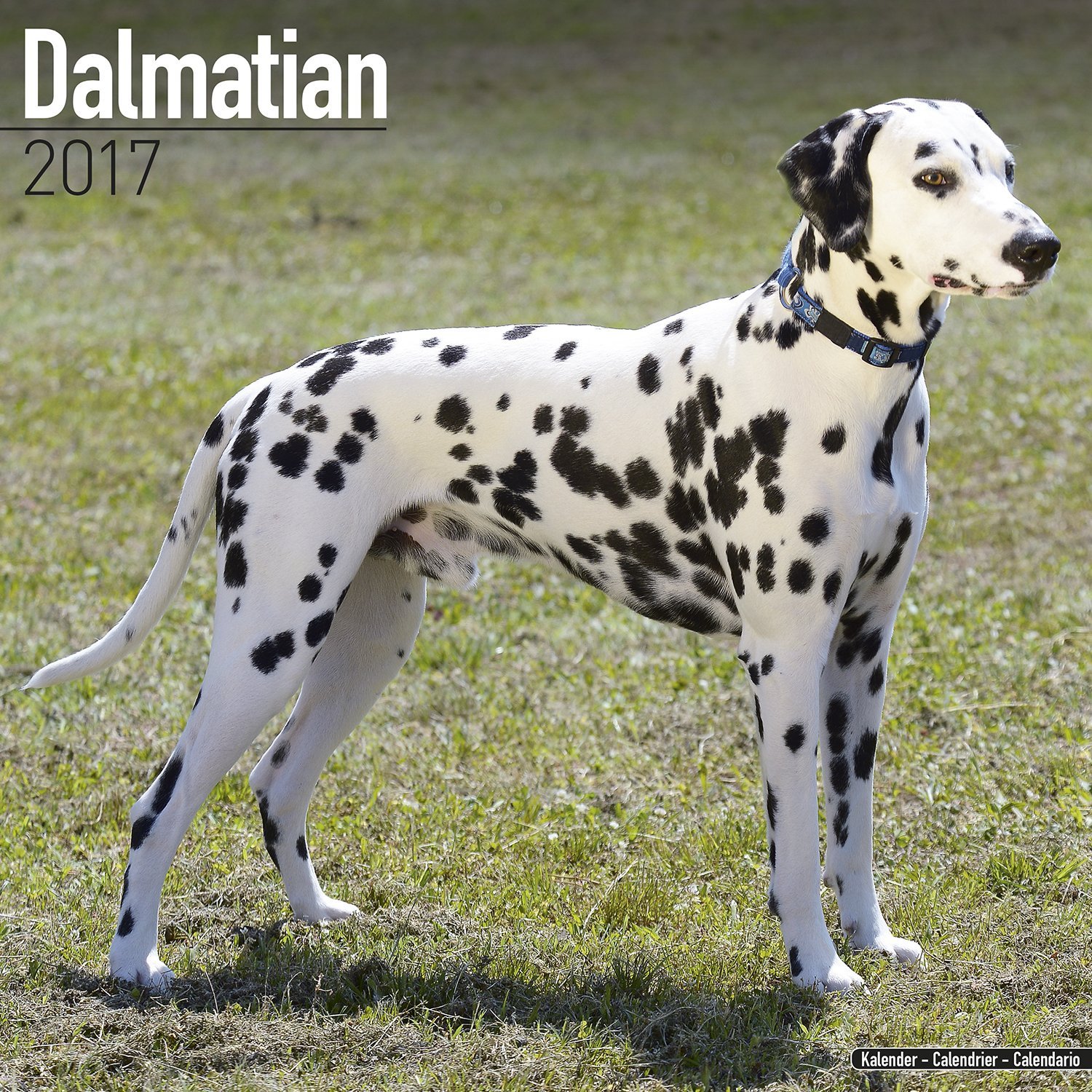 Dalmatian Calendar - Only Dog Breed Dalmatian Calendar - 2016 Wall ...