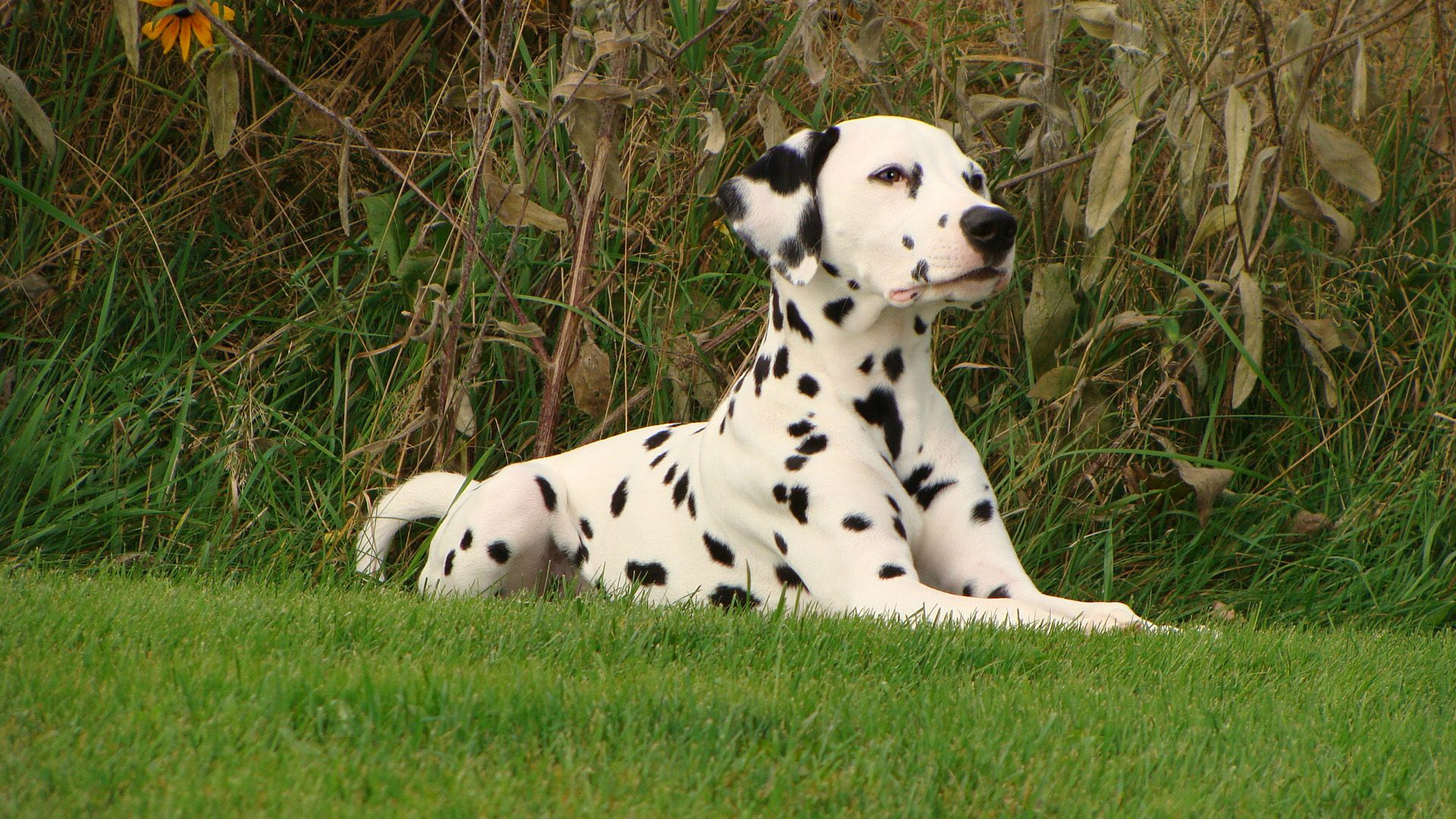 How Dalmatians Became The Firehouse Mascot