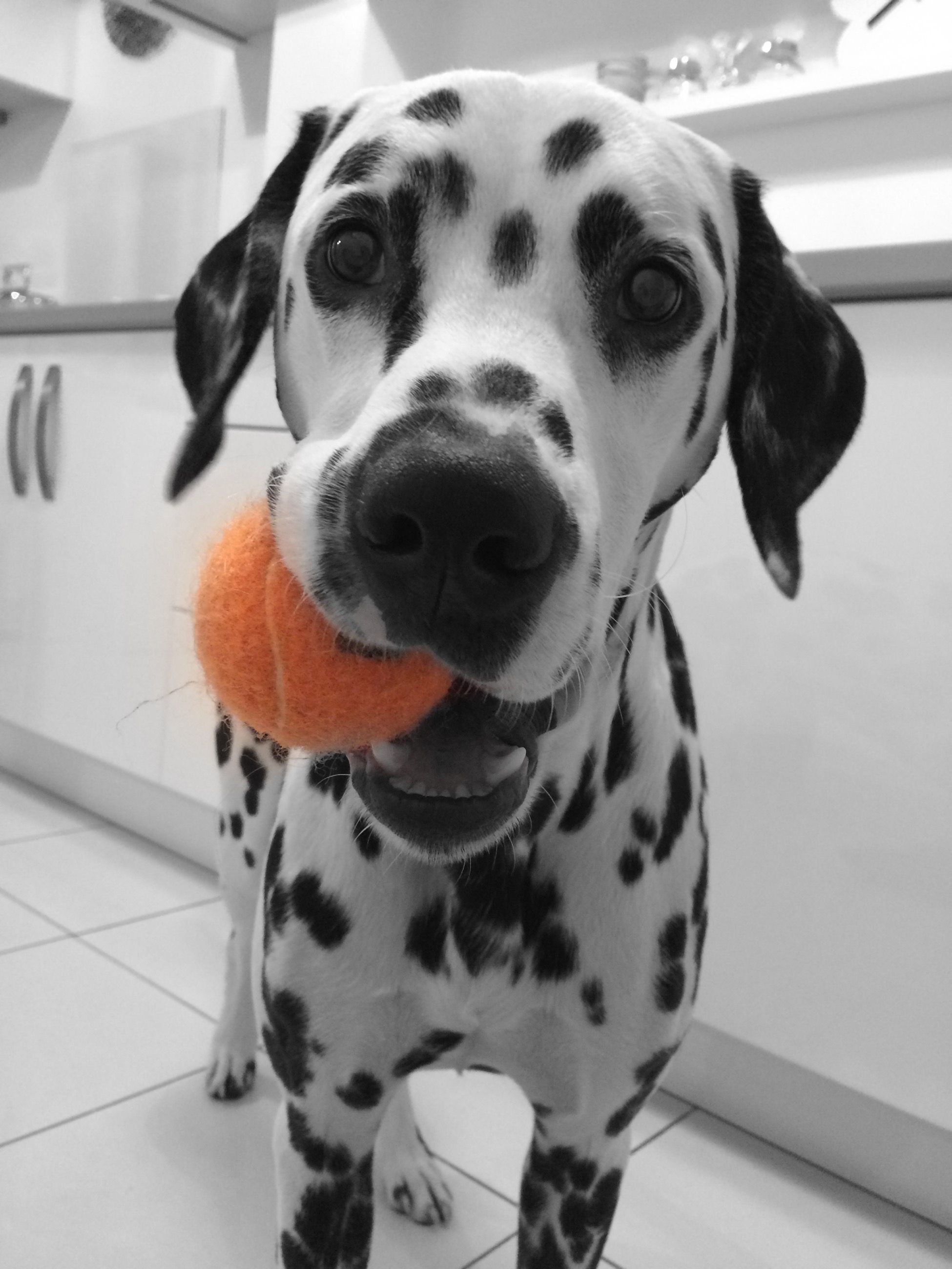 My ball!...... Dalmatian | Dalmatians | Pinterest | Dalmatian, Dog ...