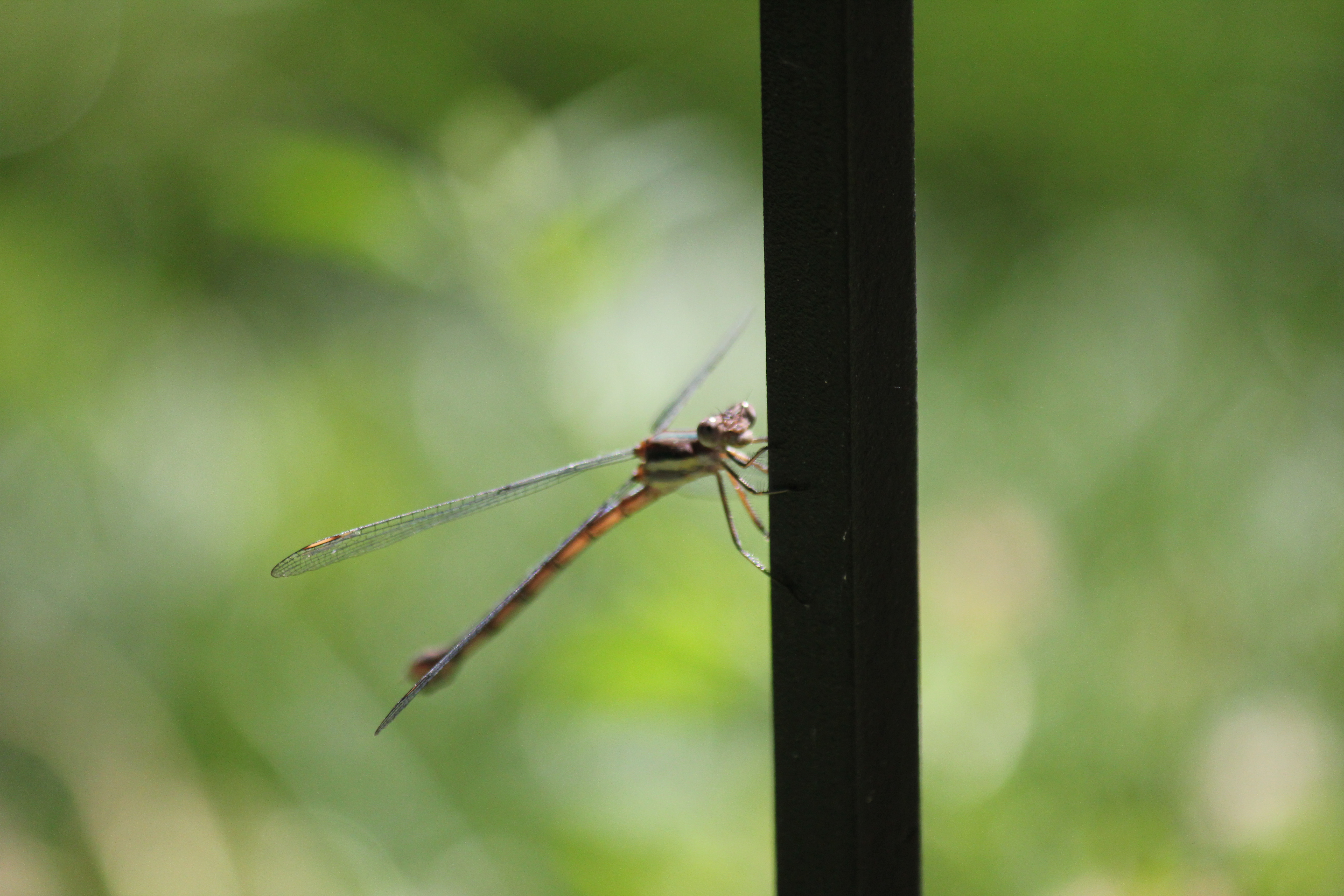 You say dragonfly, I say….damselfly