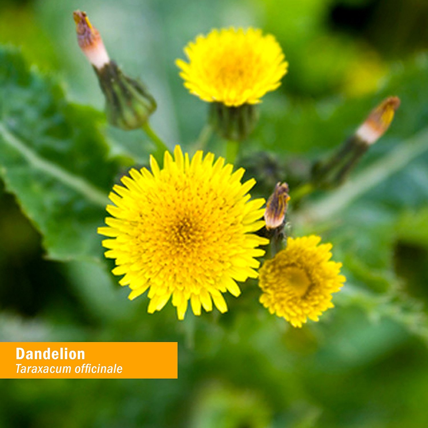 Amazon.com: Herb Pharm Certified Organic Dandelion Extract for ...