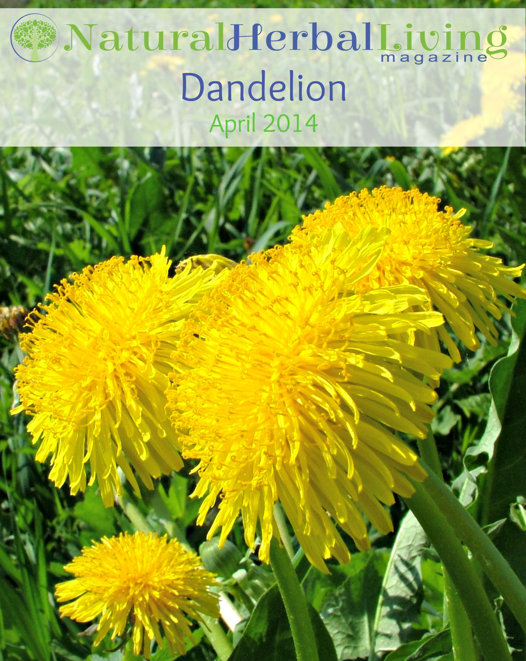 Dandelion - Natural Herbal Living Magazine