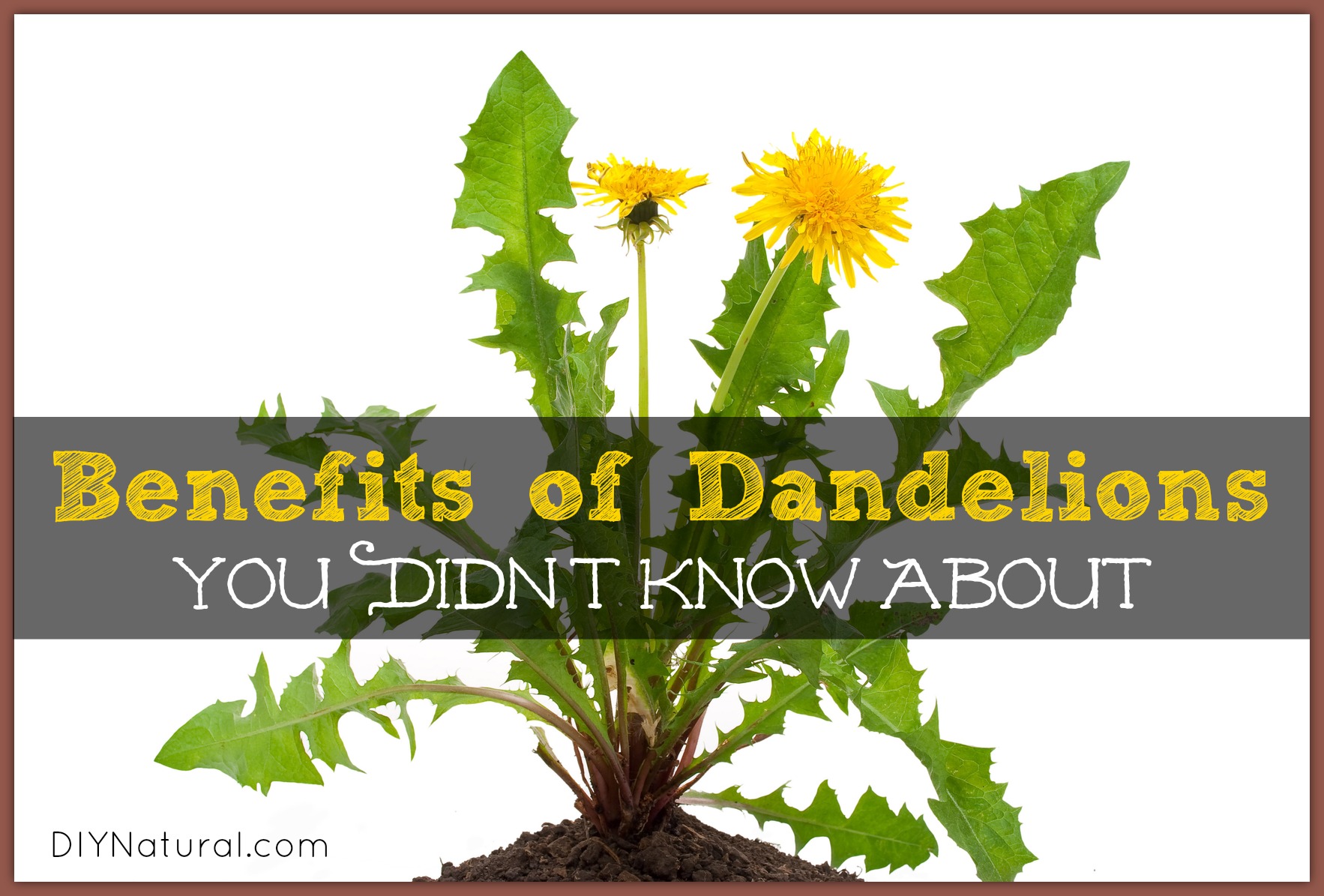 Dandelion Benefits - Greens, Roots, and Dandelion Tea