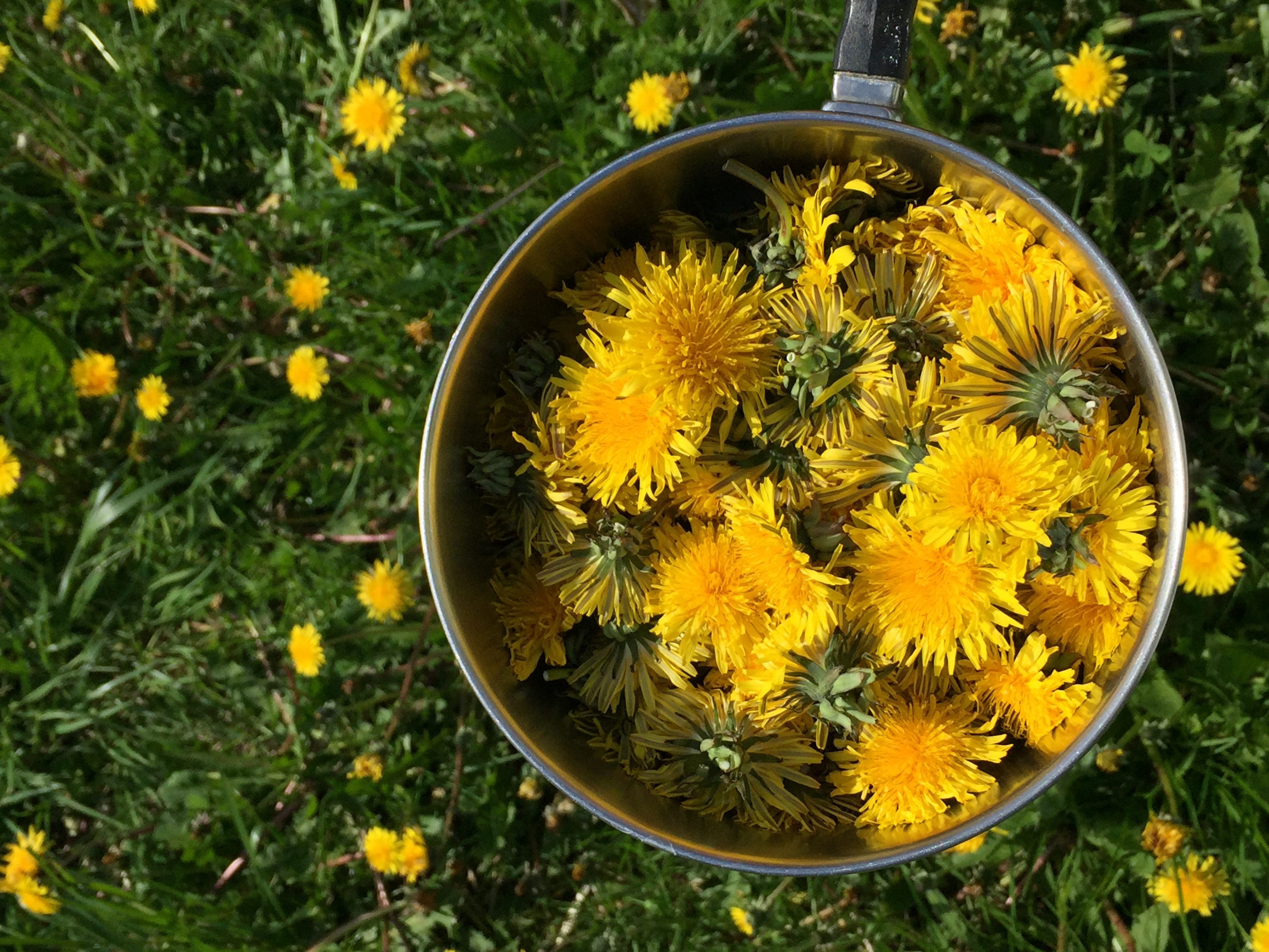 How to Make Dandelion Salve (with Essential Oils) - CITY GIRL FARMING