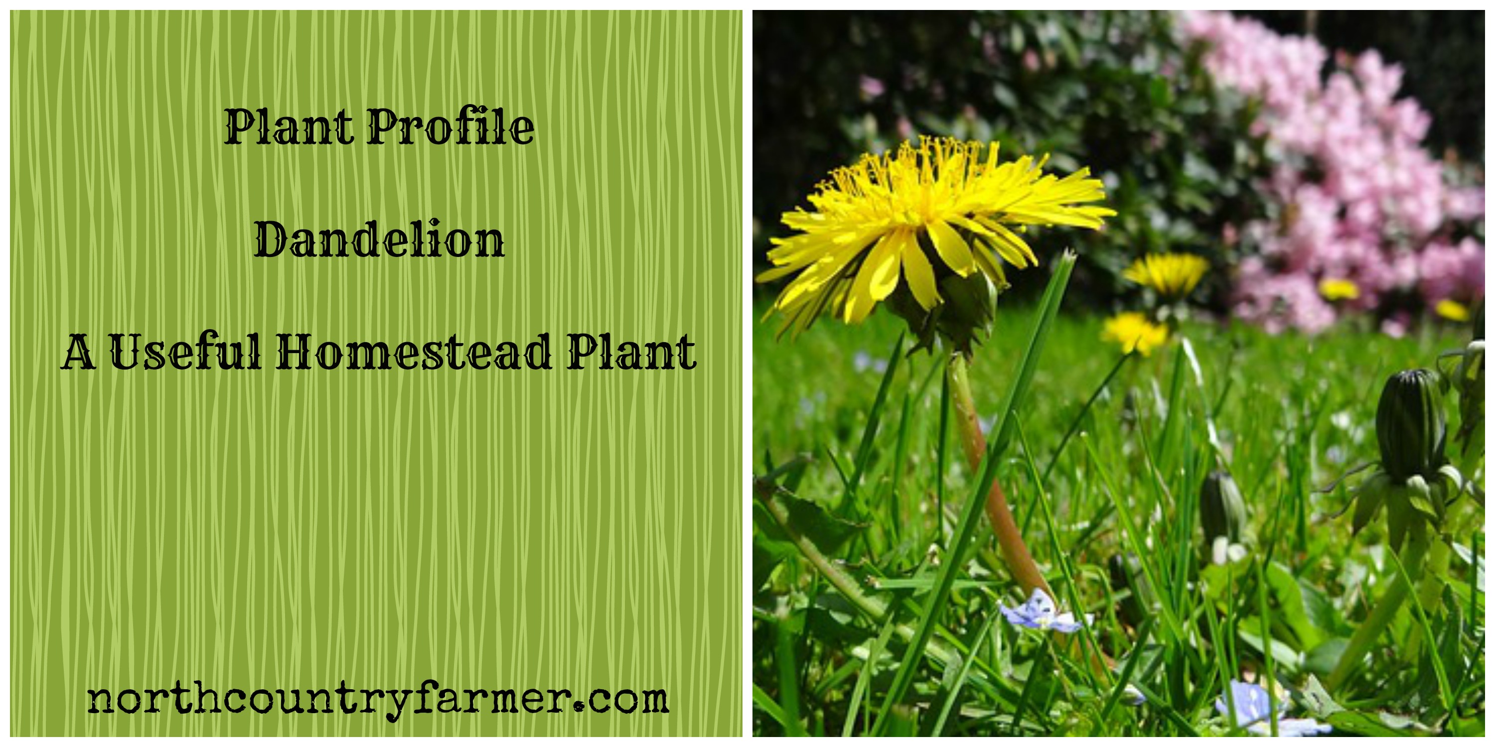 Plant Profile ~ Dandelion, A Useful Homestead Plant - North Country ...