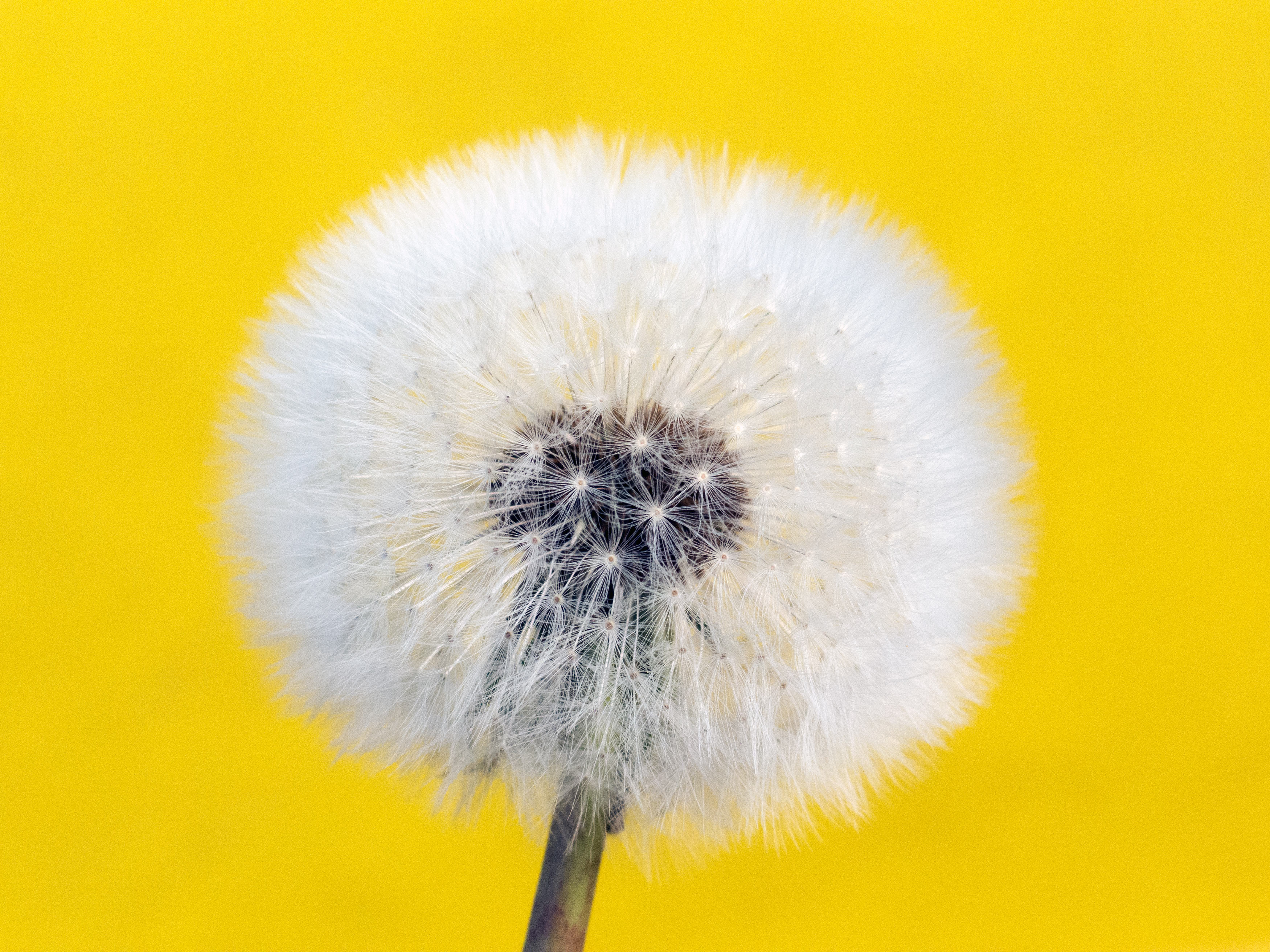Free Image: Withered Dandelion - Yellow Background | Libreshot ...