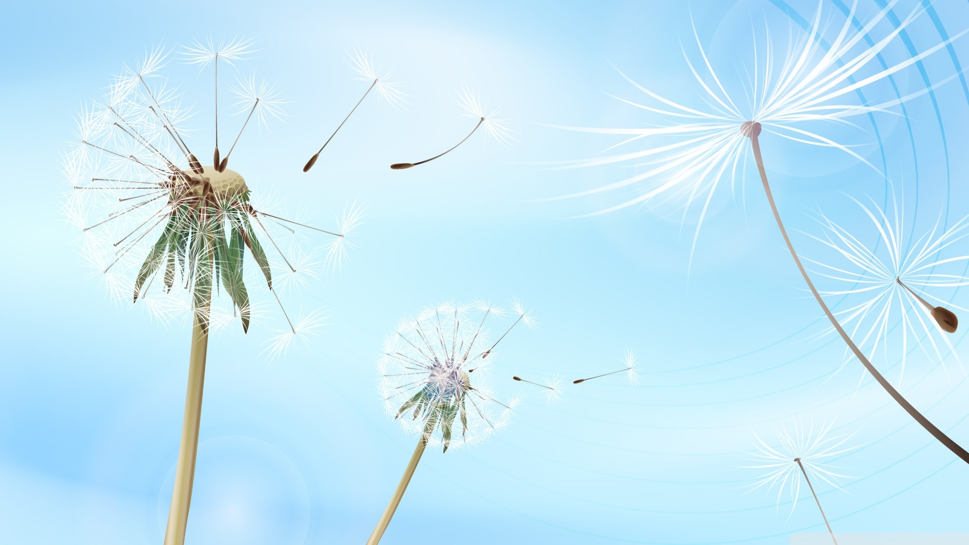 Dandelion Blowing Drawing at GetDrawings.com | Free for personal use ...