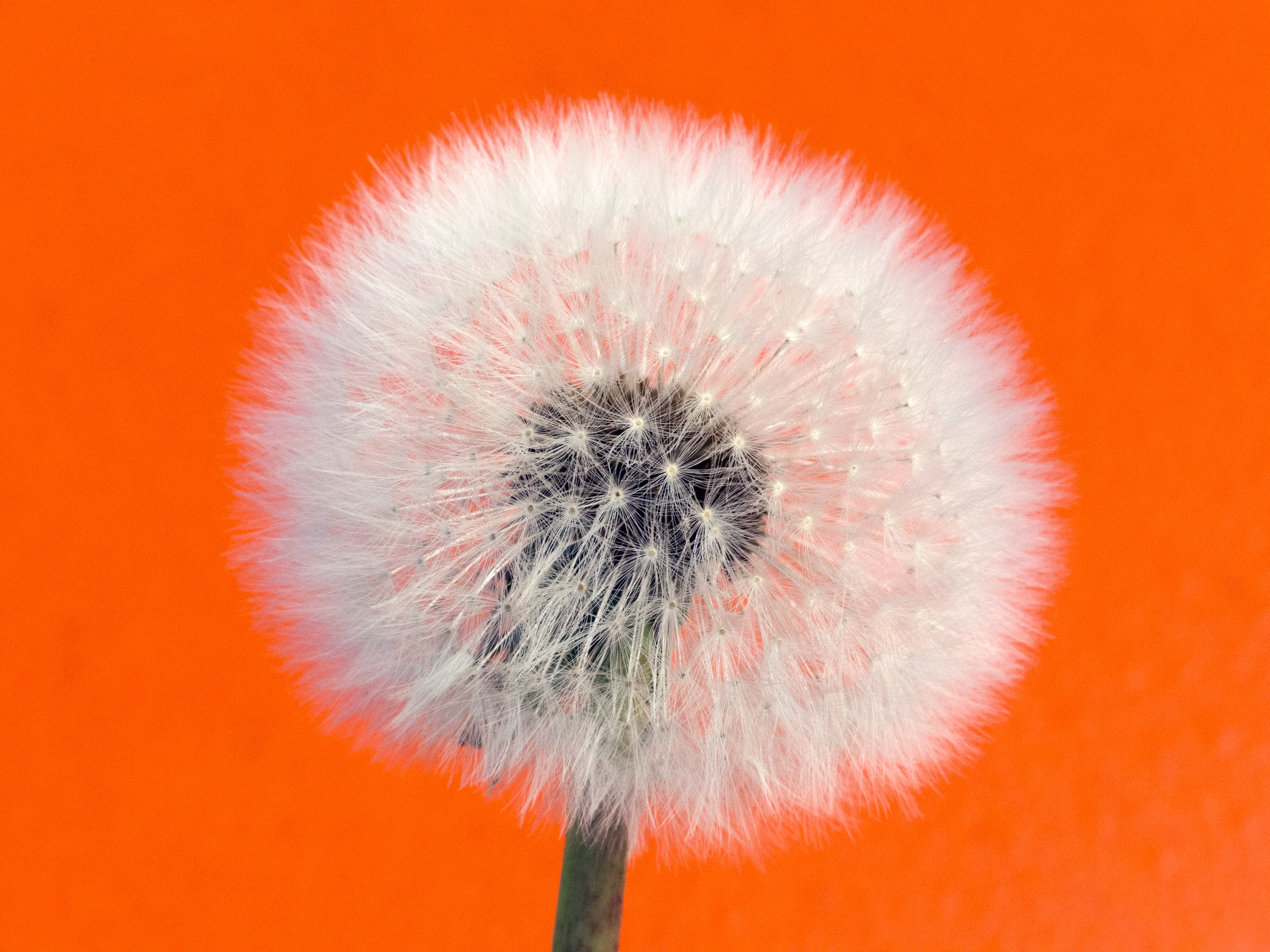 Free Image: Withered dandelion - Orange Background | Libreshot ...