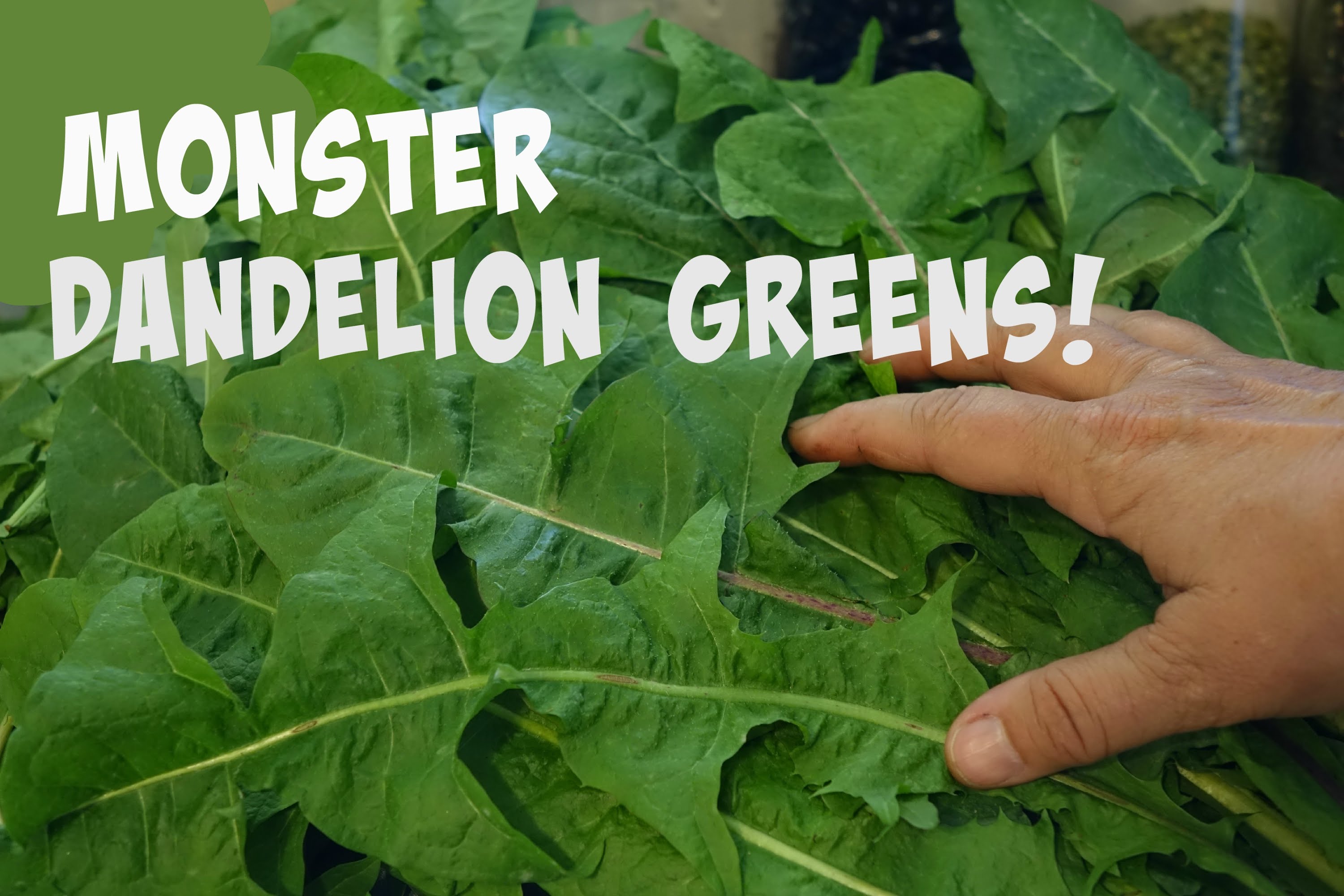 Cooking Monster Dandelion Greens: One Weird Trick! - YouTube