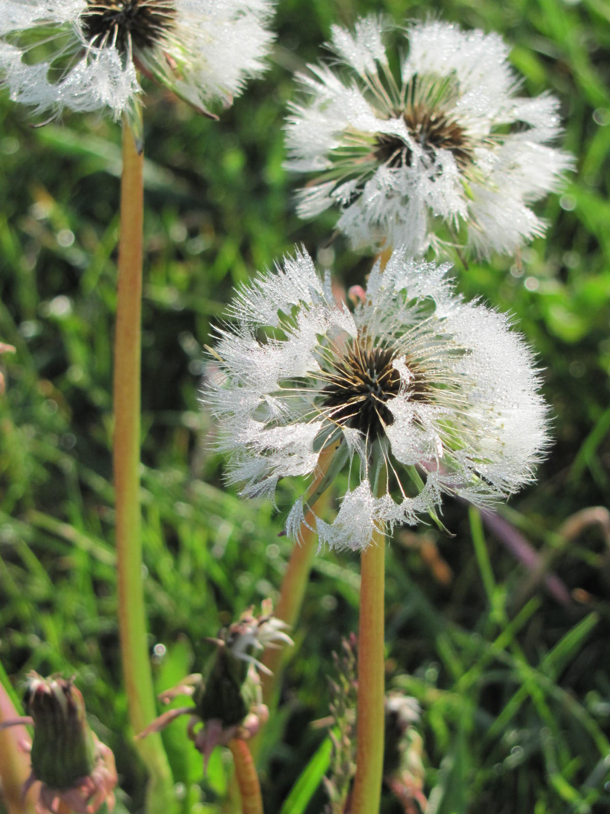Interesting facts about dandelions. | Flowery Prose