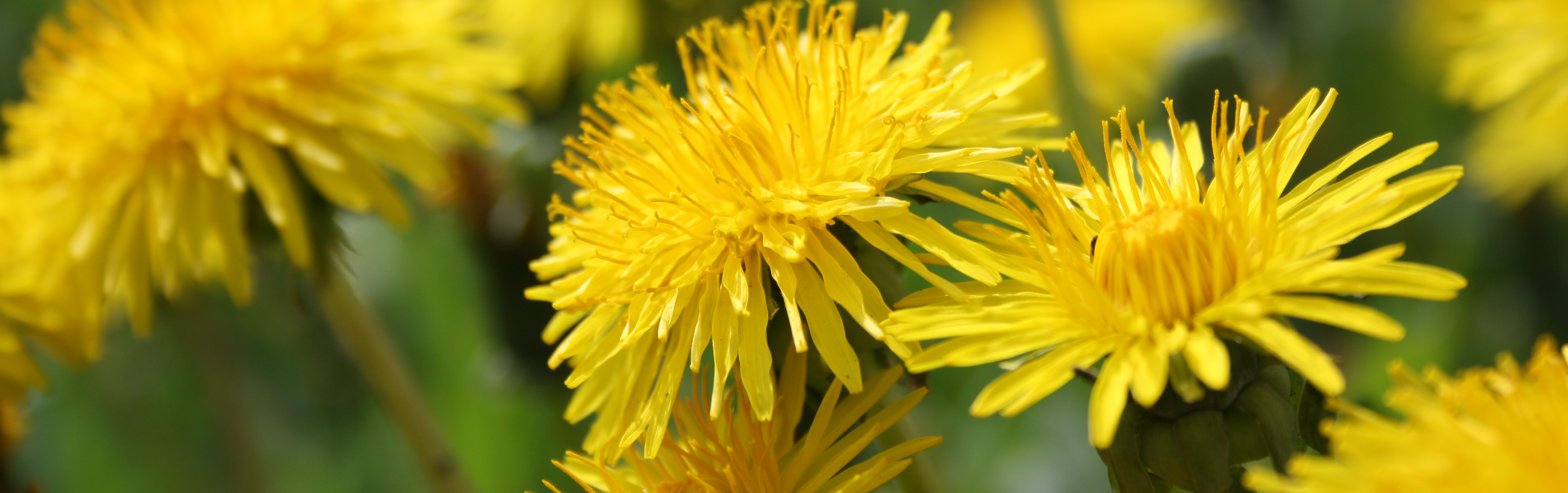 Dandelion: Much More Than A Weed | DonnieYance.com