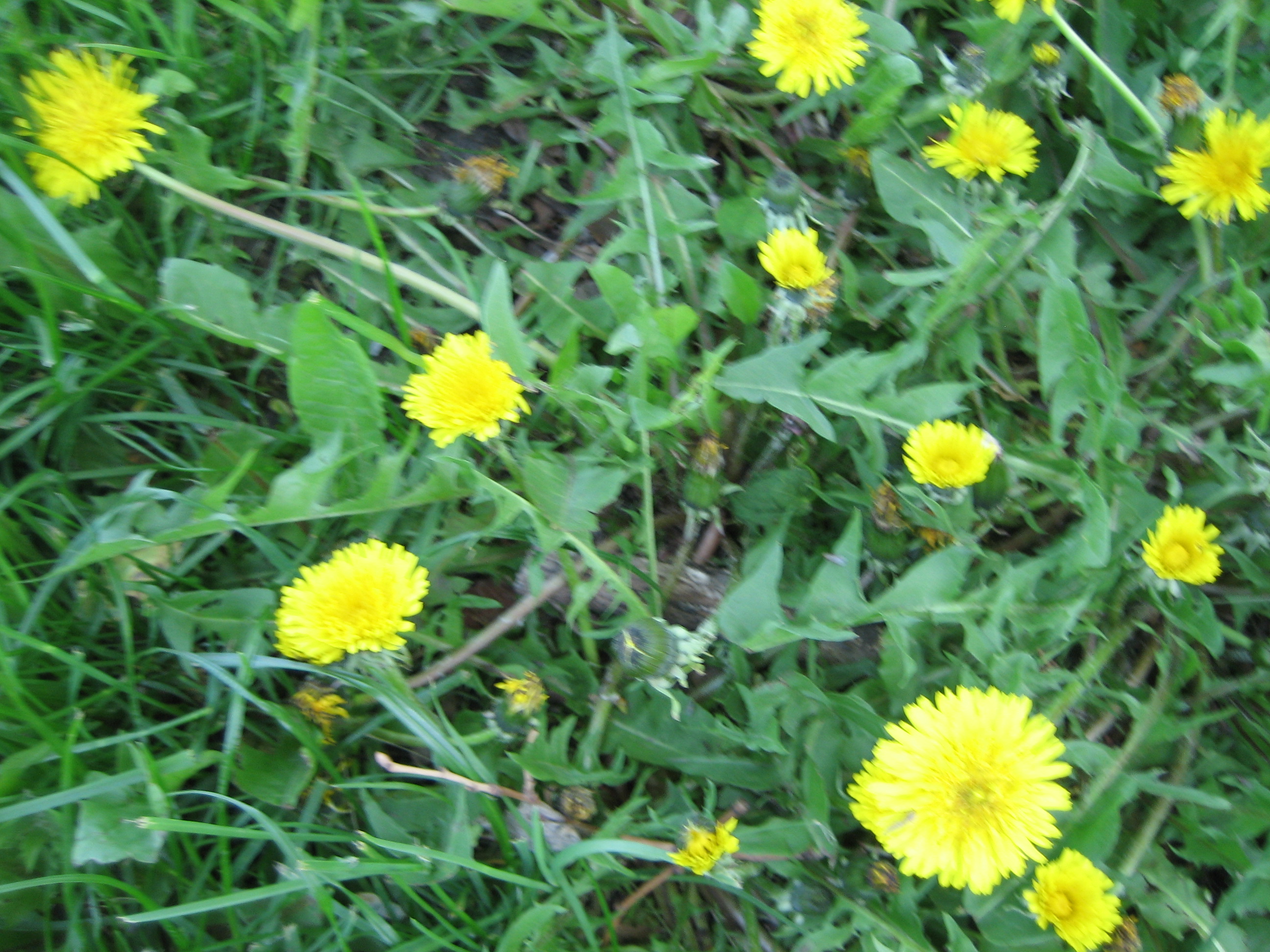 The Dandelion is One of the Most Recognized But Unappreciated Plants ...