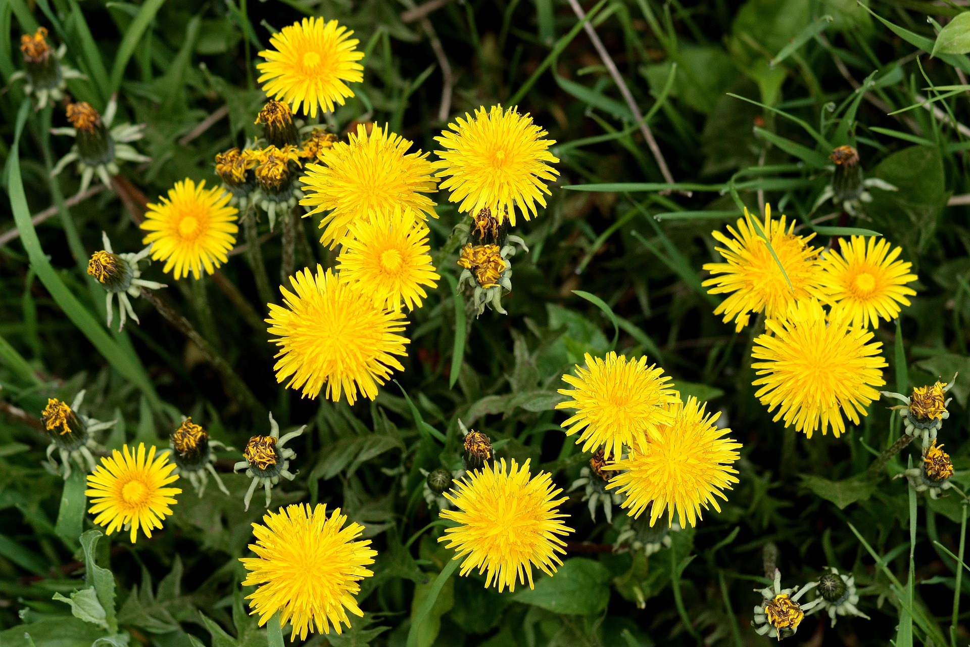 Can dandelion root tea cure cancer? | Healthy Living SG