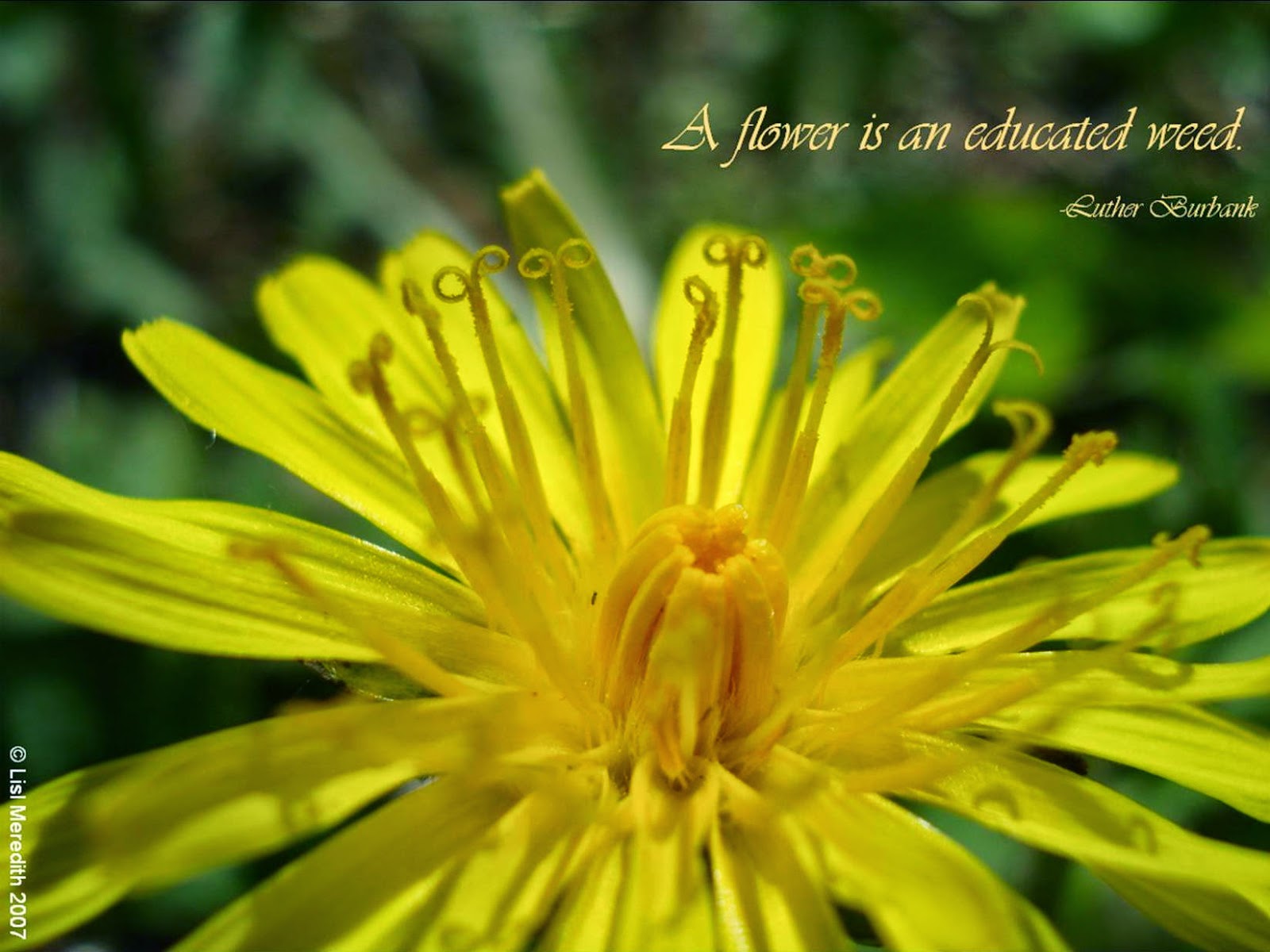 The Essence of Herbs: Dandelion: Flowers Are Merely Weeds...With a ...