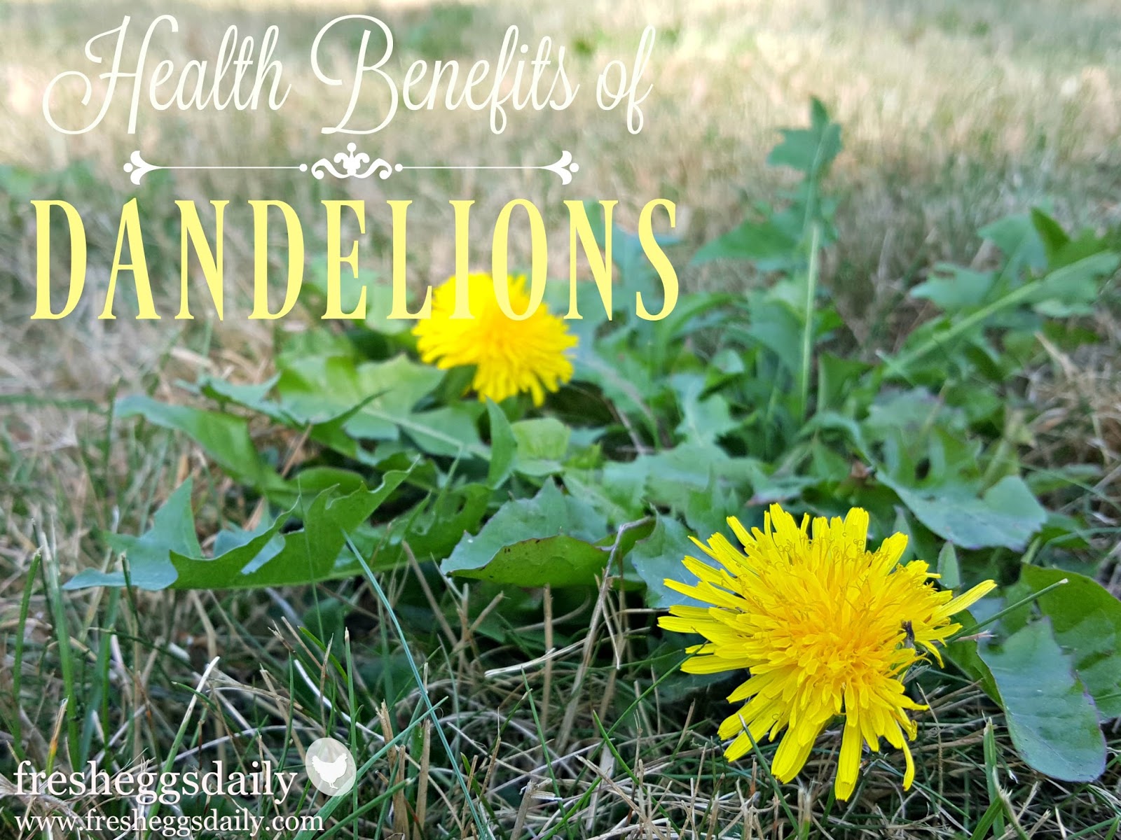 The Health Benefits of Dandelions for Chickens and Ducks | Fresh ...