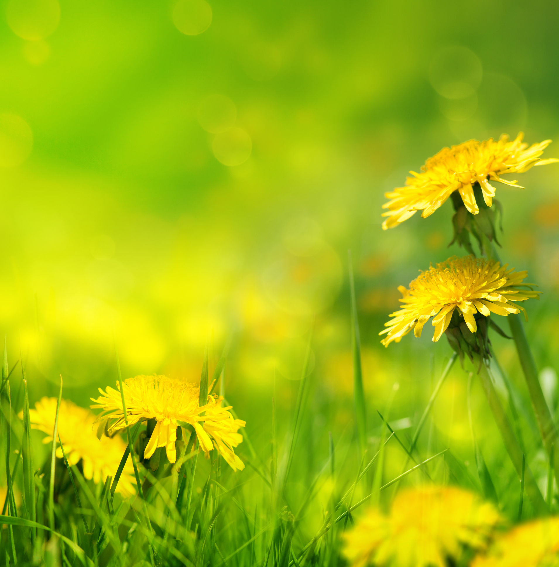 Herb of the Month: Dandelion | The Oz Blog