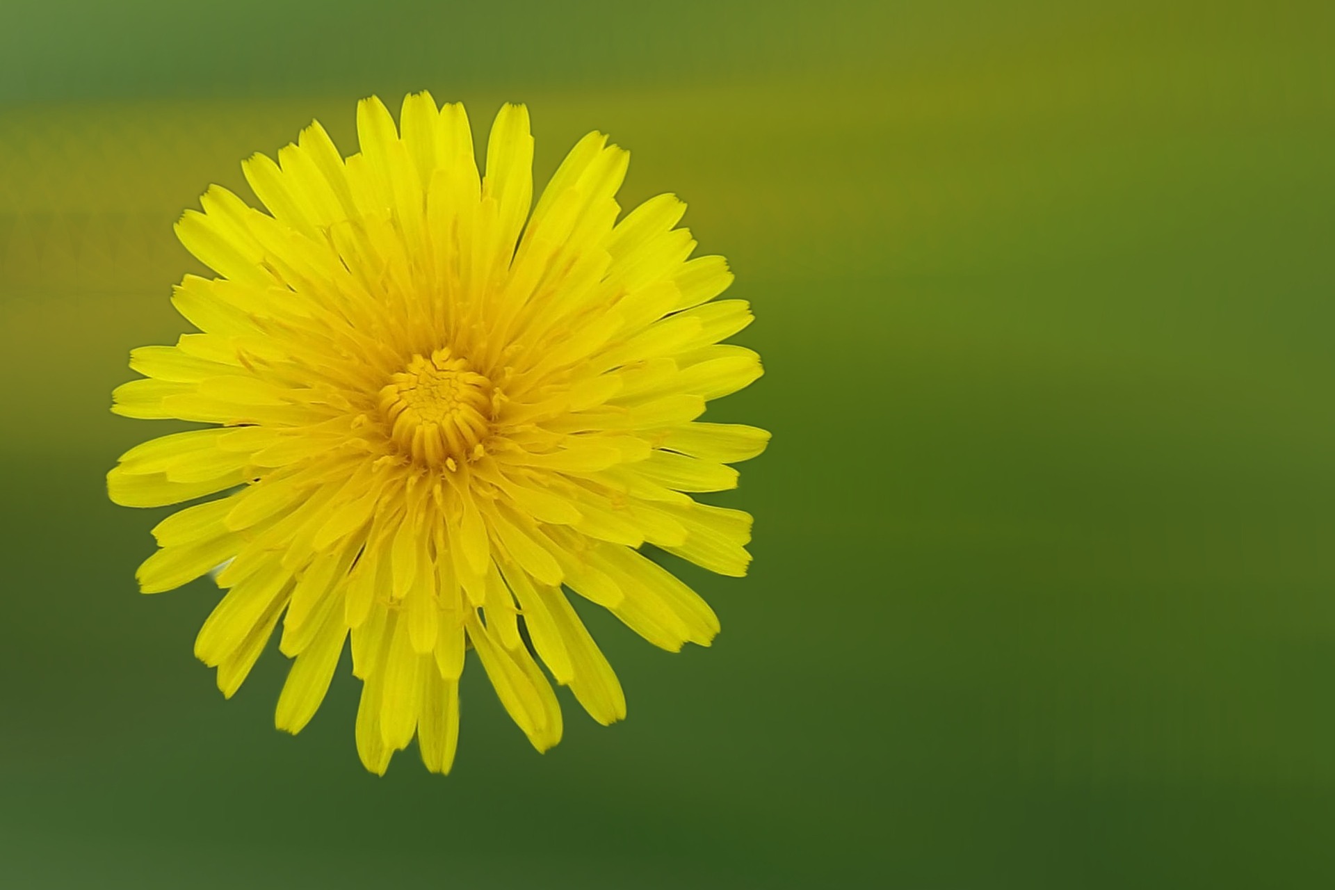 Beautiful Dandelion - for you and your dog - The Possible Canine