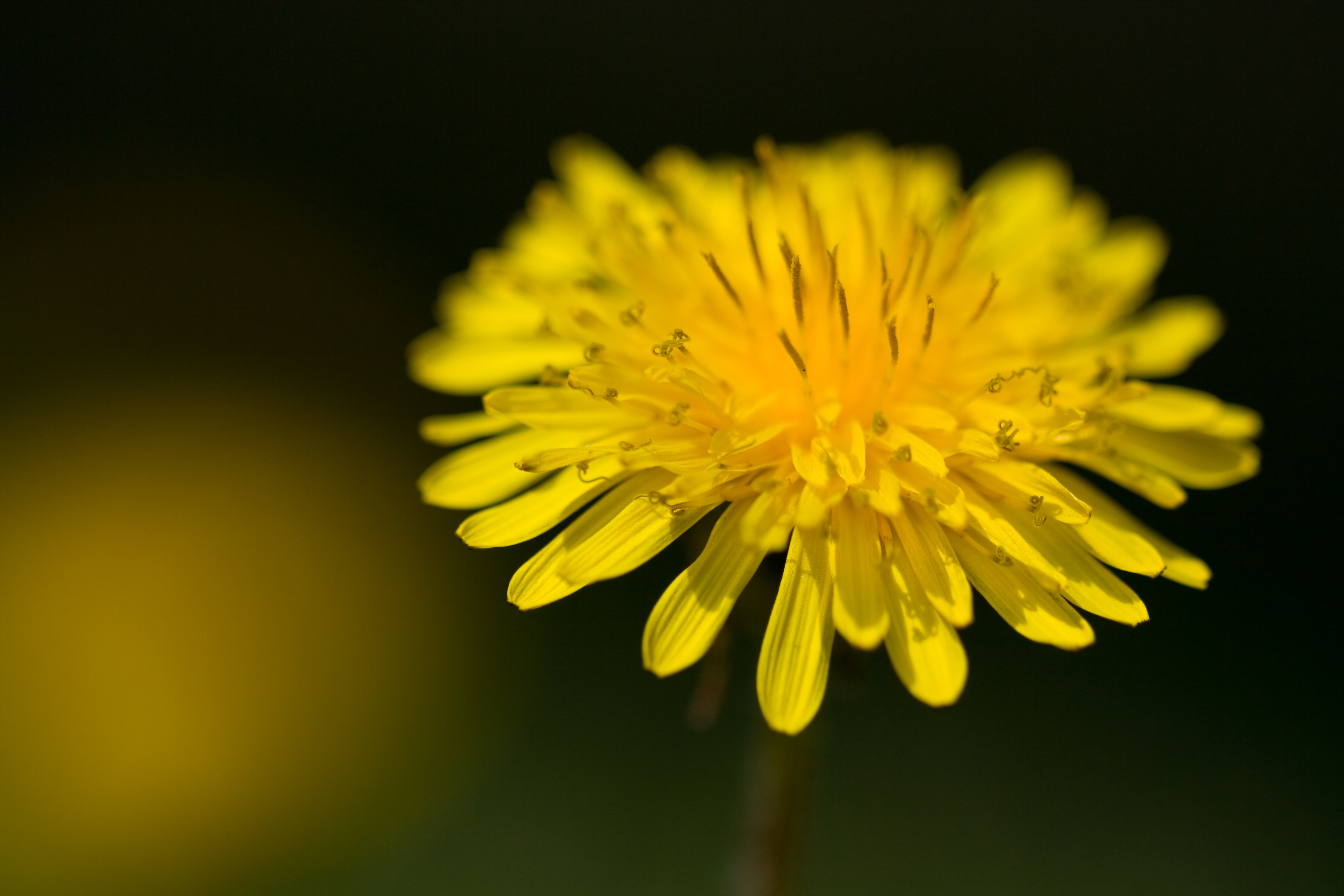 Dandelion Helps Heal 14 Medical Conditions - Heal Naturally