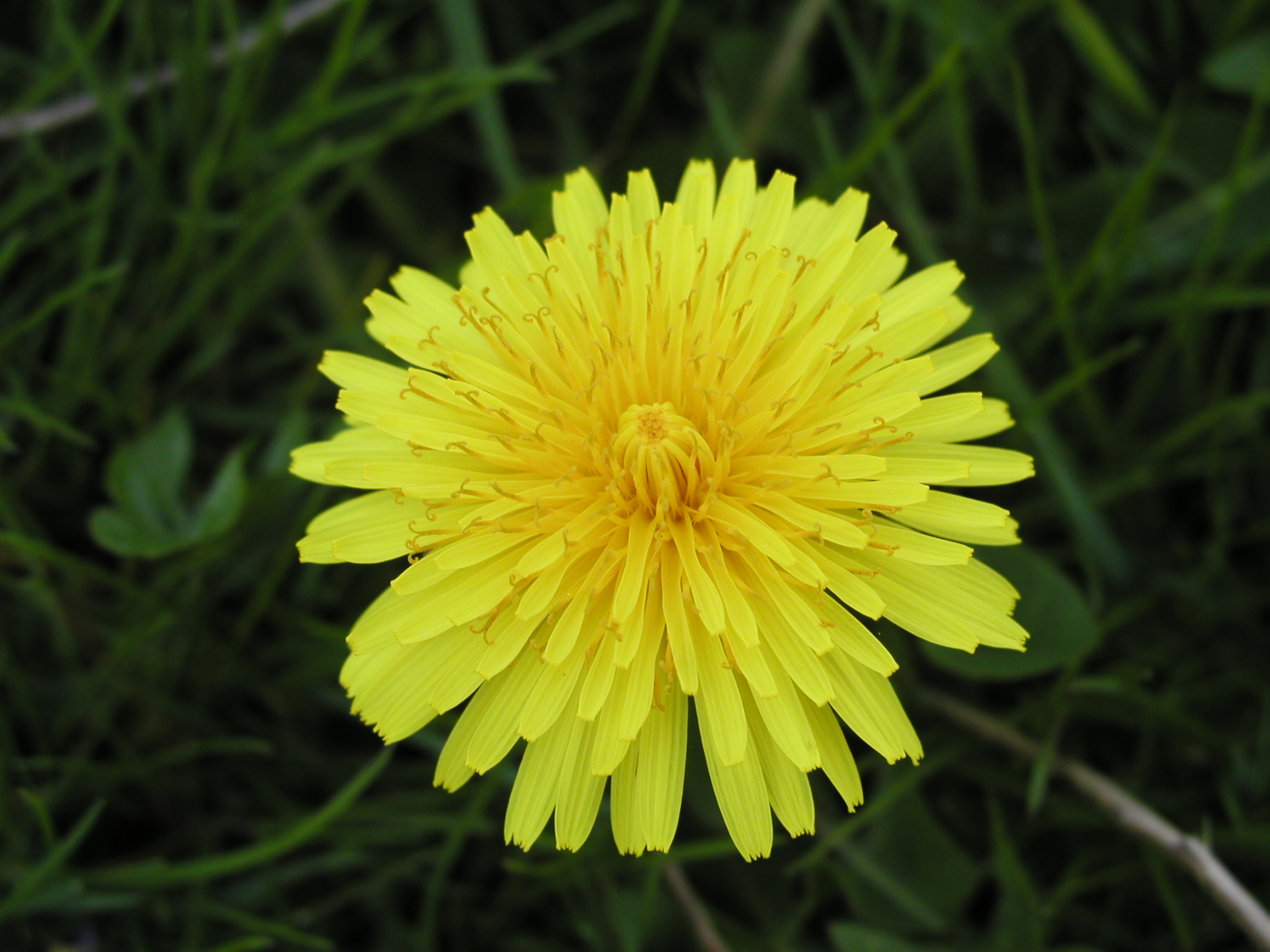 File:Dandelion close-up.jpg - Wikimedia Commons
