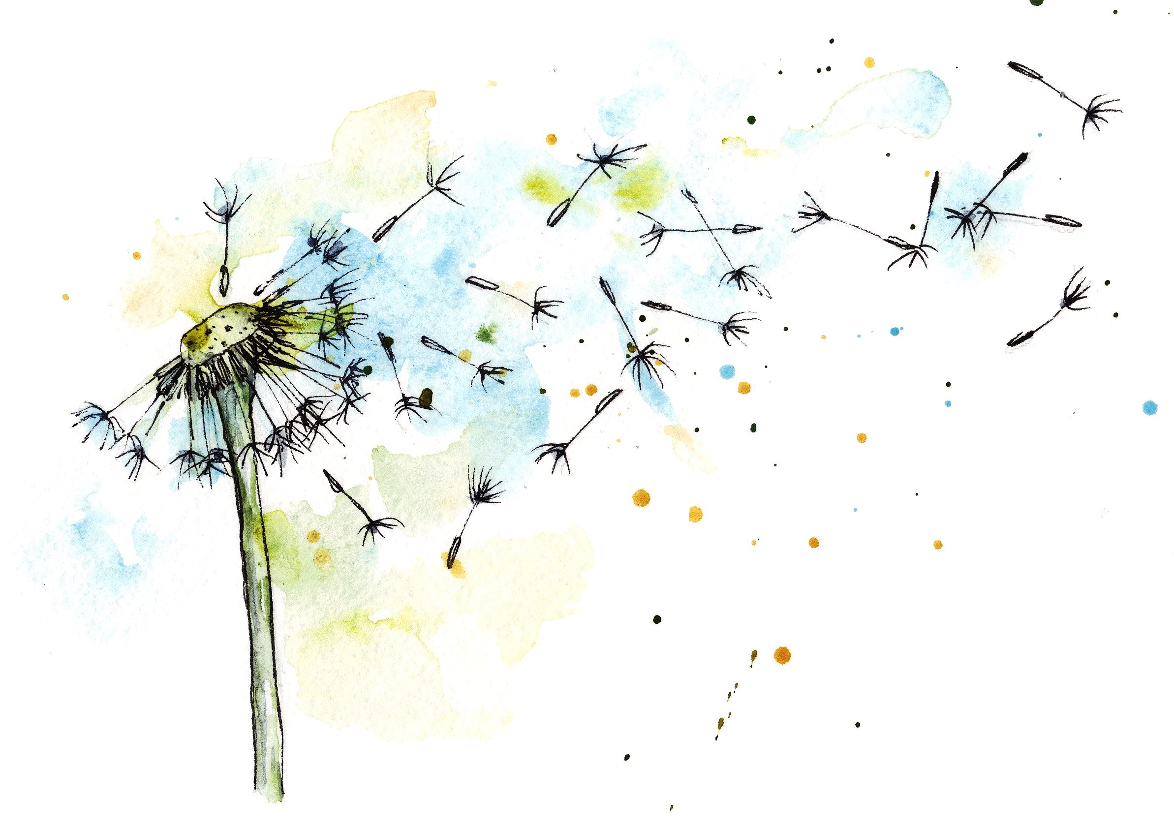 Dandelion in watercolor and ink ~ Illustrations ~ Creative Market