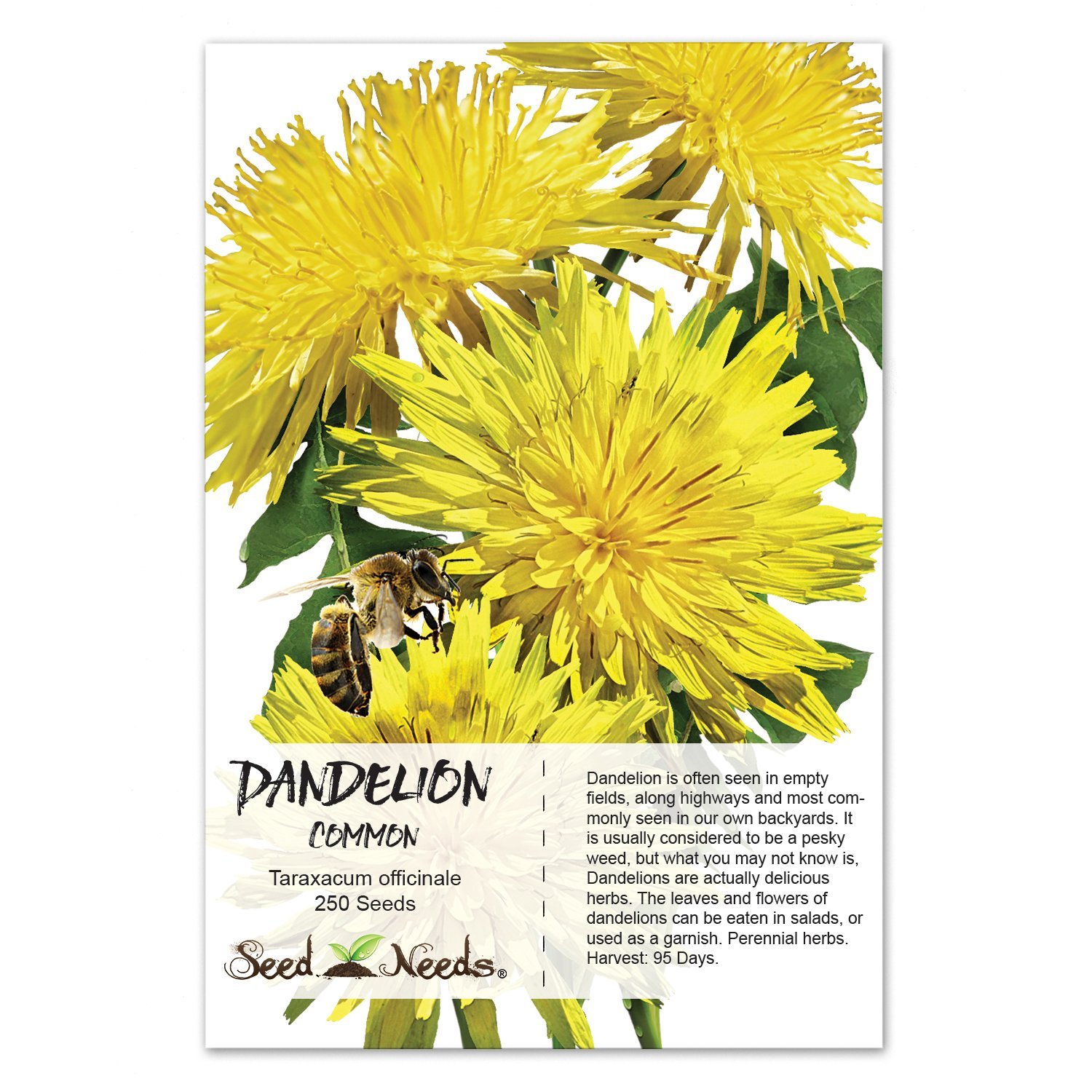 Amazon.com : Package of 250 Seeds, Dandelion Herb (Taraxacum ...