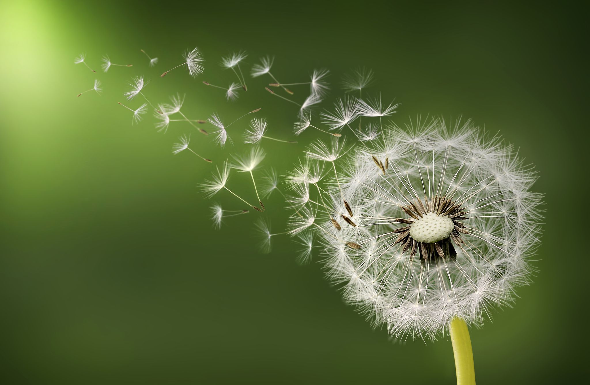 Photograph Dandelion clock in morning by Bess Hamiti on 500px ...
