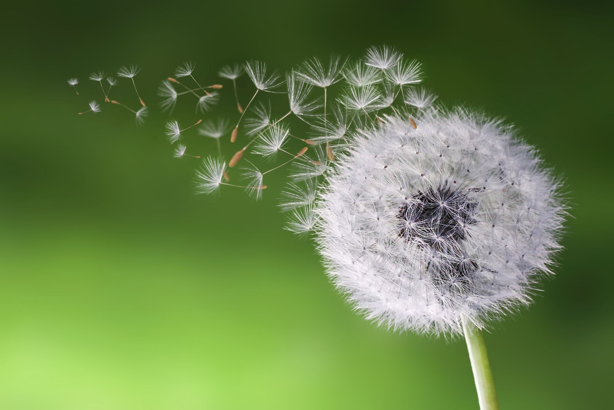 Dandelion clock in morning by Bess Hamiti on 500px | I'm a ...