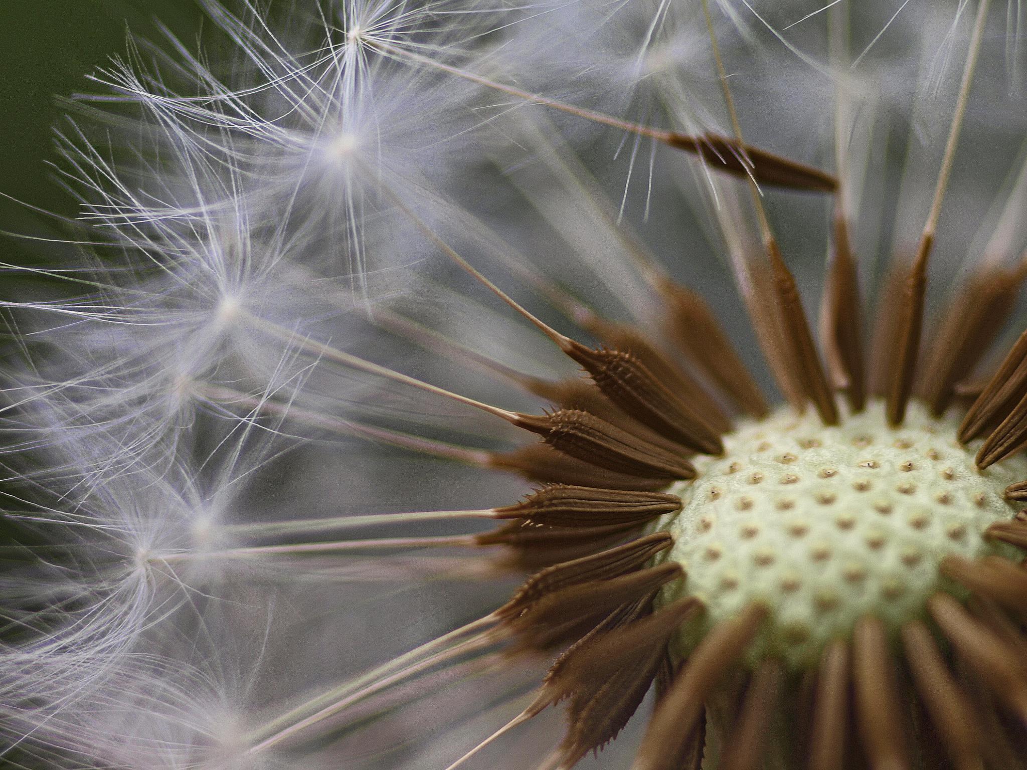 File:Dandelion seed head closeup.jpg - Wikimedia Commons