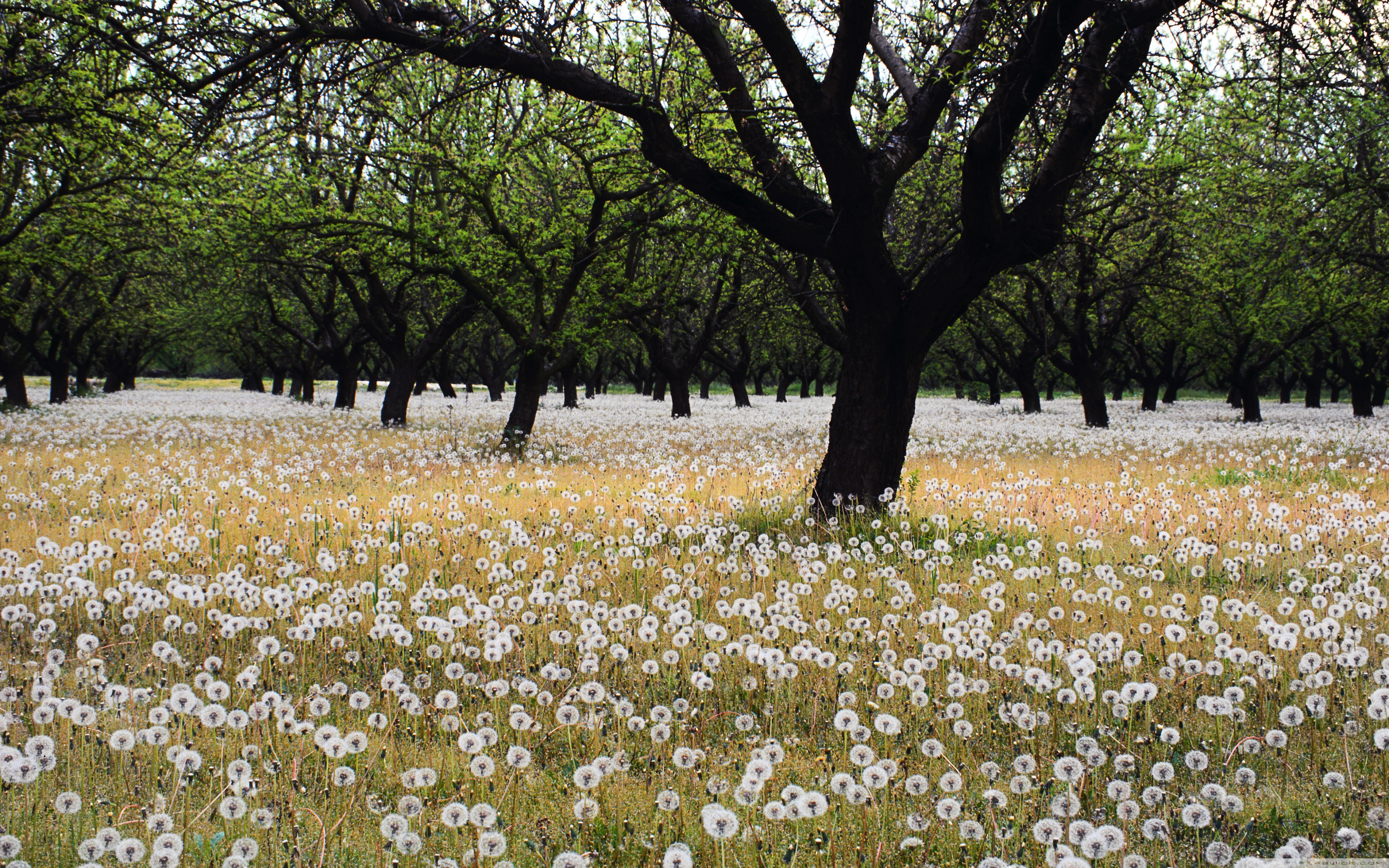 Dandelion field photo