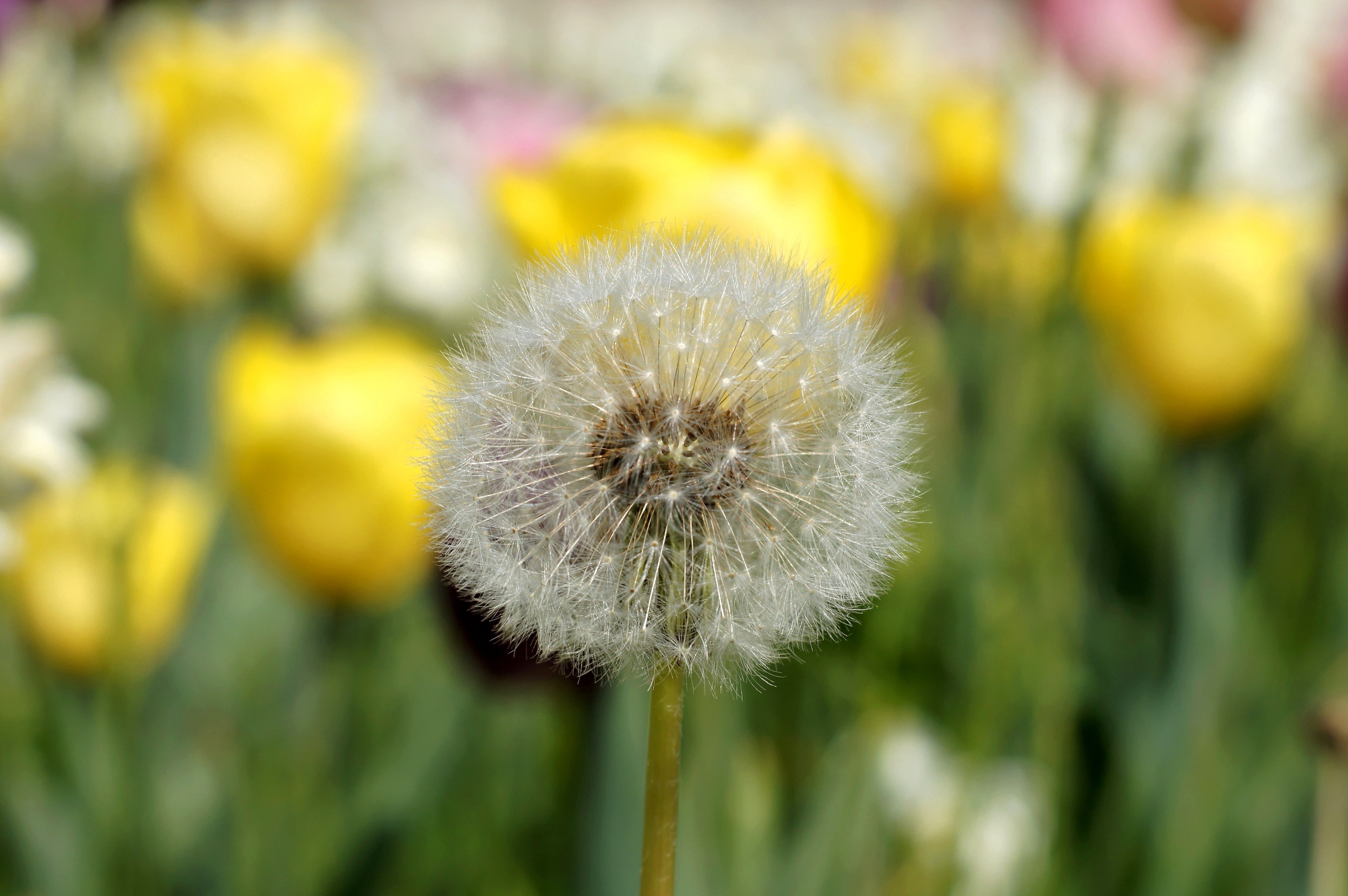 Free picture: Dandelion, flower, seed, flora, vegetation, spring ...