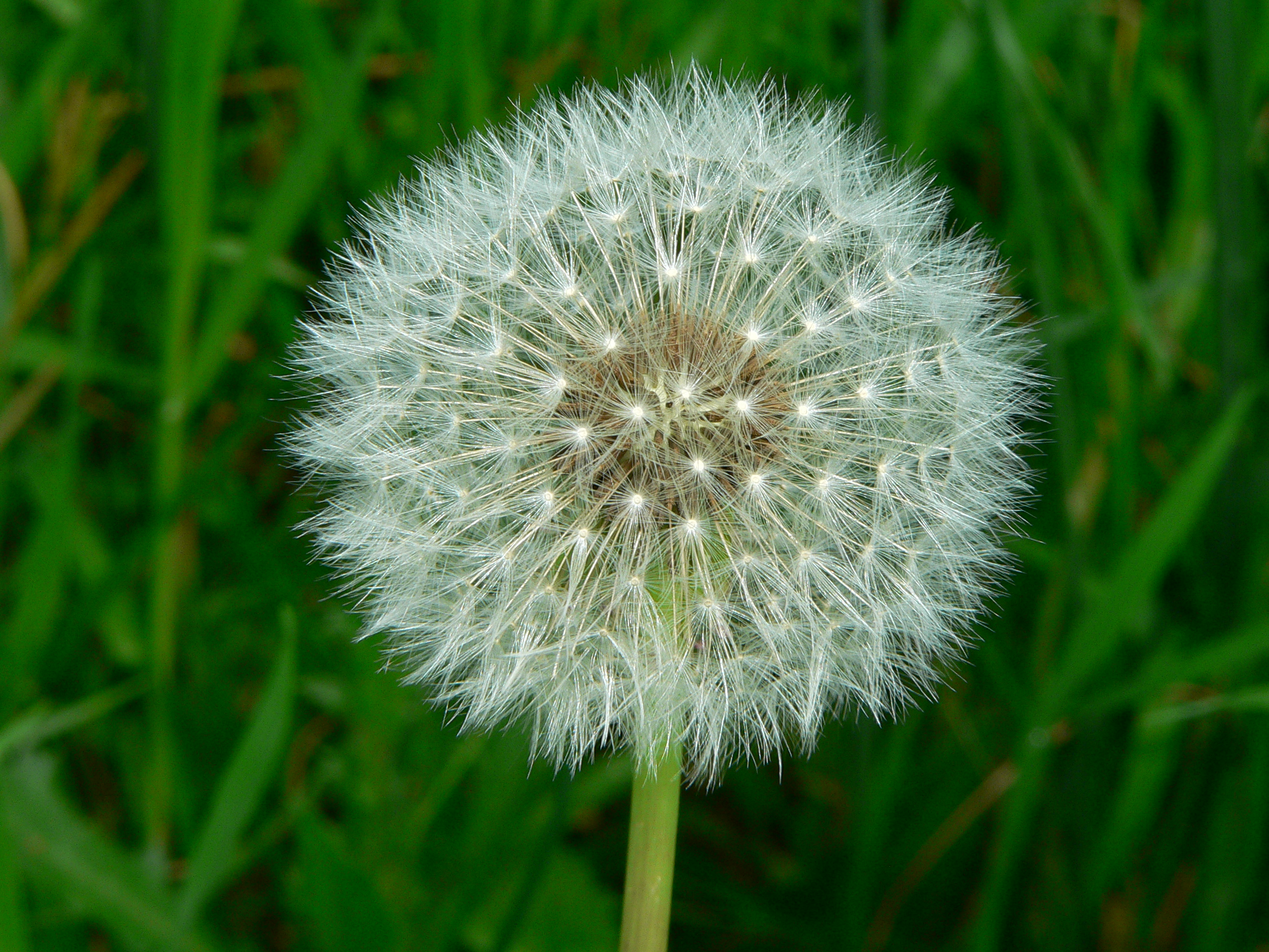 Is Dandelion Control In Pastures Wishful Thinking? - Horse Racing ...