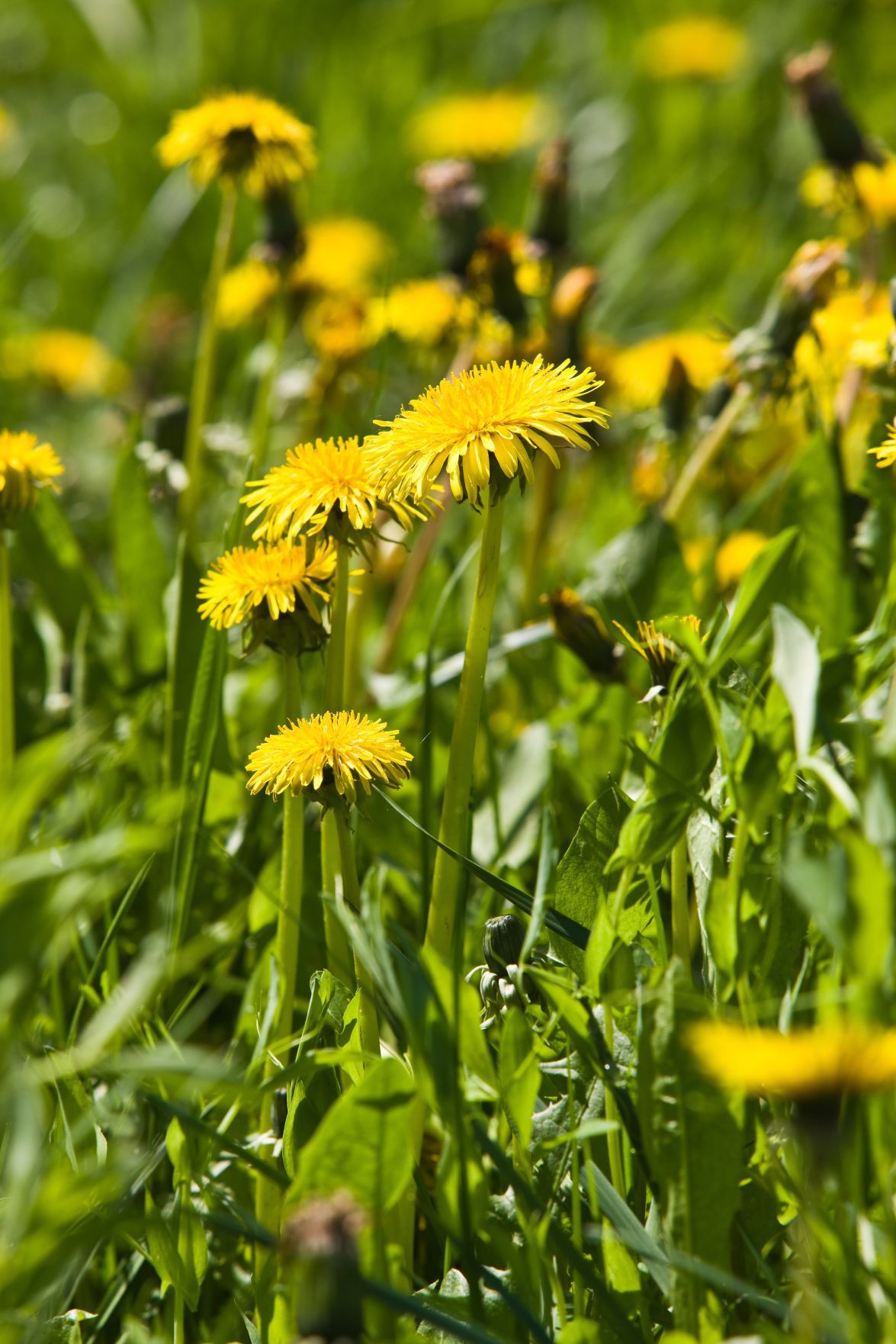 Sarah Browning: How to control dandelions during spring | Home and ...