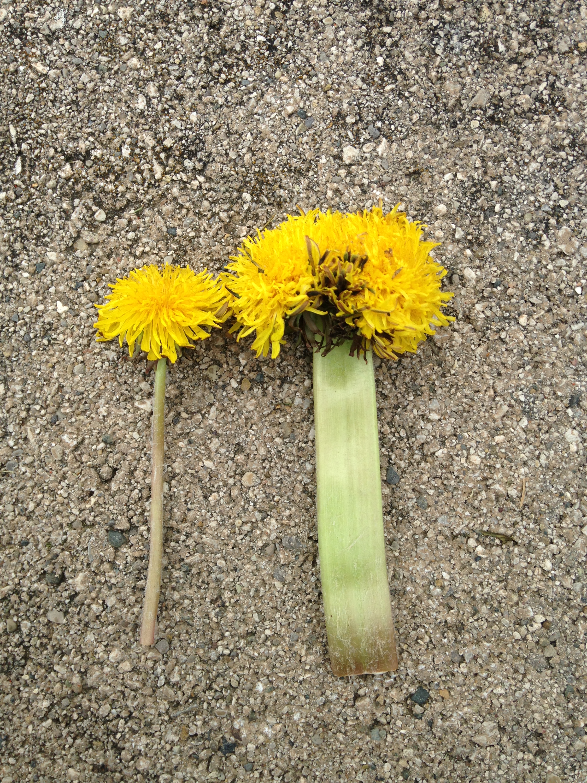 A group of dandelions fused, and grew together with one big stem ...