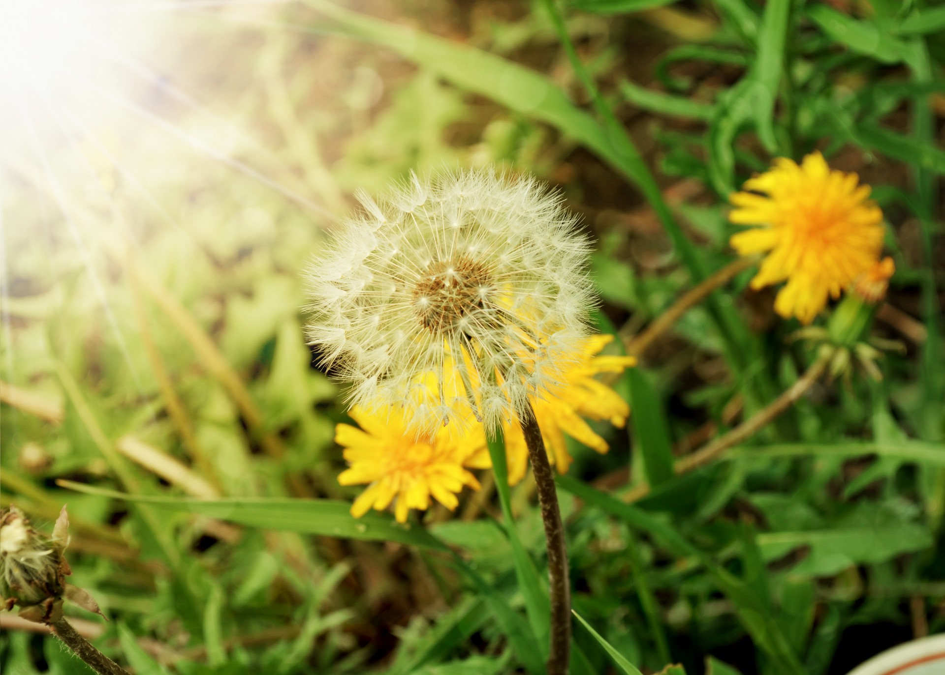 Tips To Kill Dandelions And Other Weeds Organically