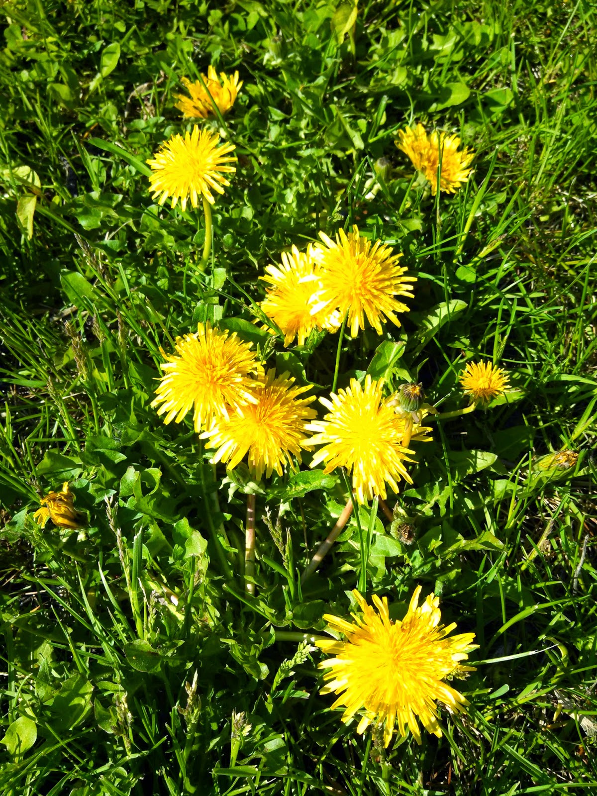 FREE DANDELIONS at Vermont State Parks!