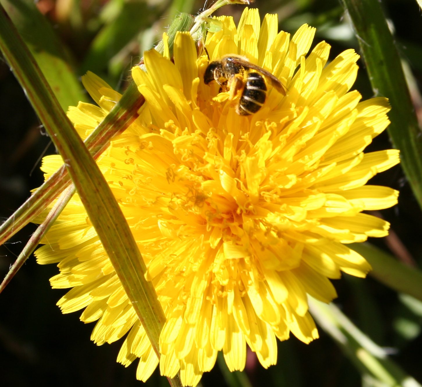 Dandelions are Important Early-spring Pollinator Plants – Gardening ...