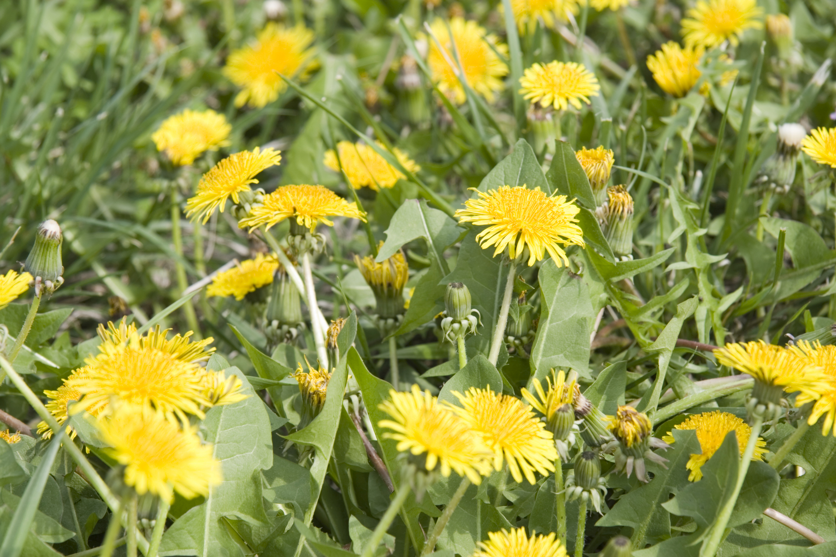 Managing Weeds in Your Lawn and Landscape (Including Dandelions ...