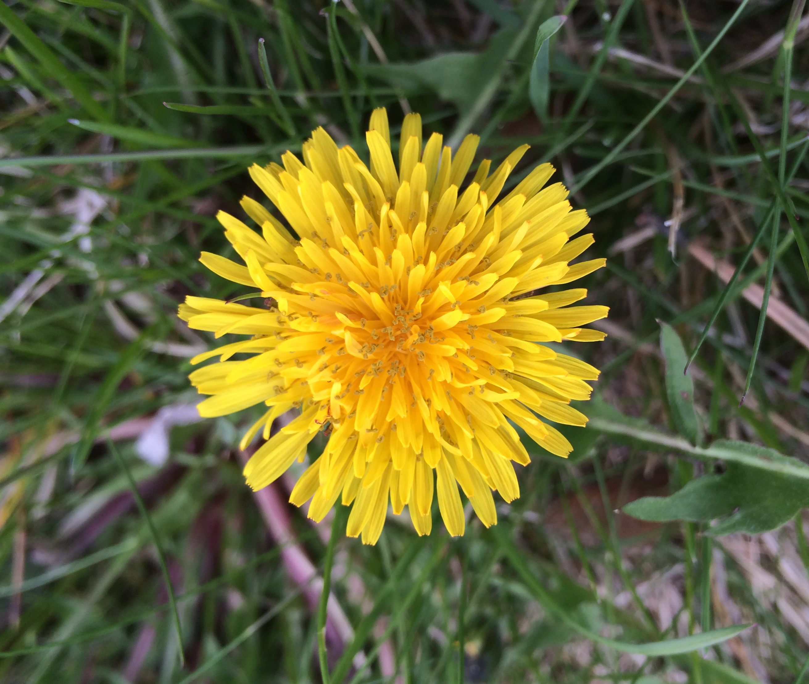 Lessons from a Dandelion.