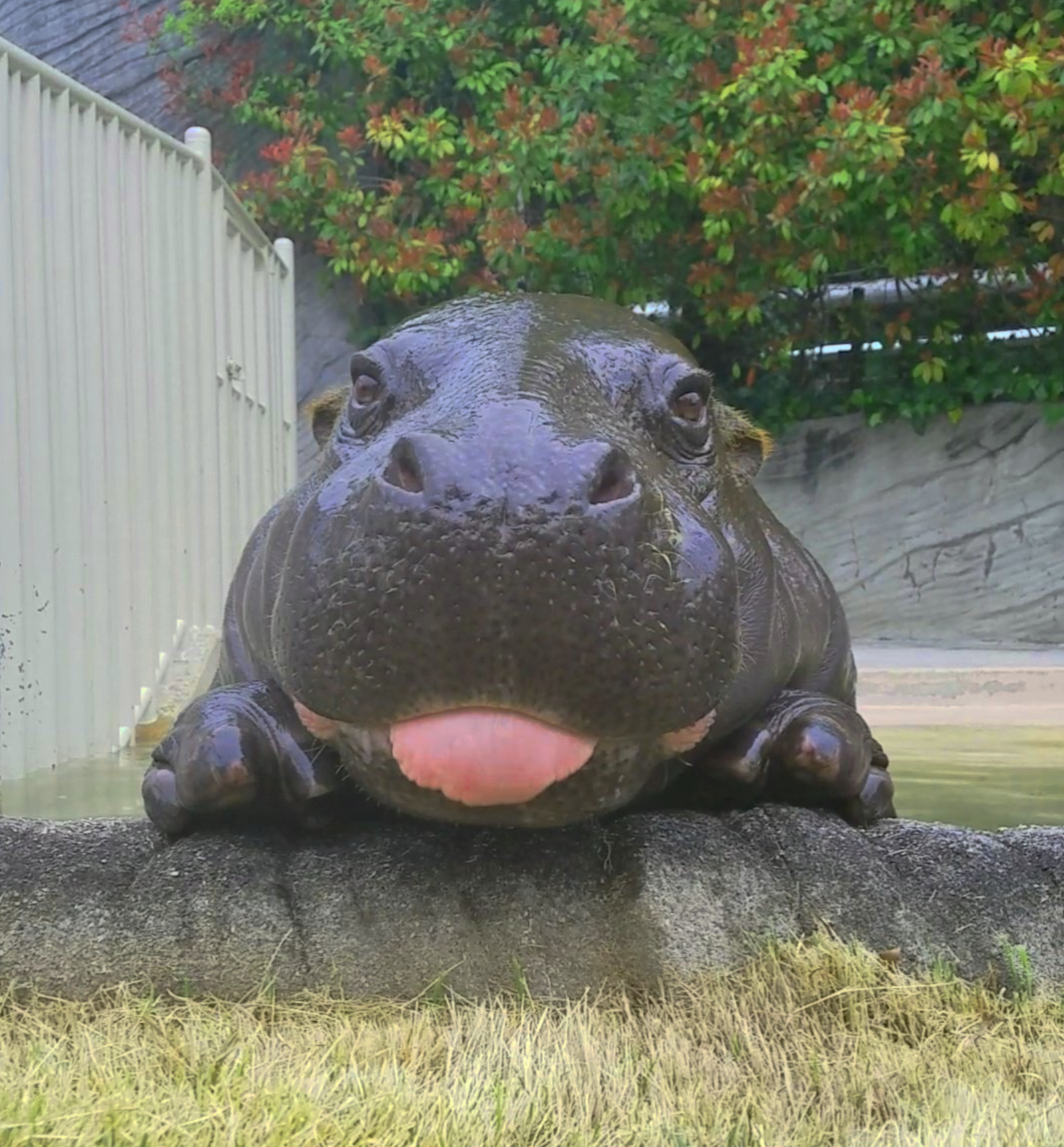 Dangerous hippo photo