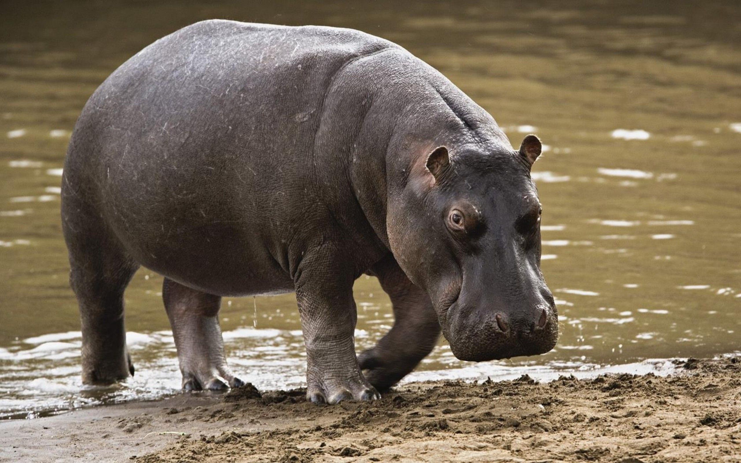 Find out why #WildGuide Stephanie Arne thinks hippos are hippo ...