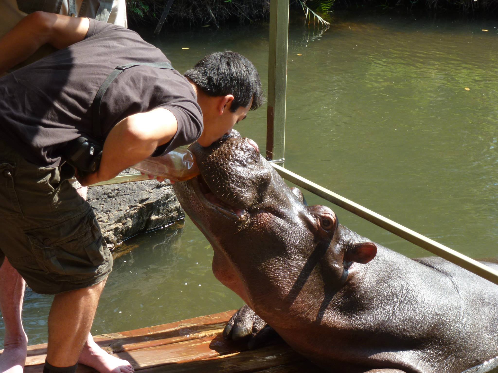 Hippos are widely considered to be one of the most dangerous large ...