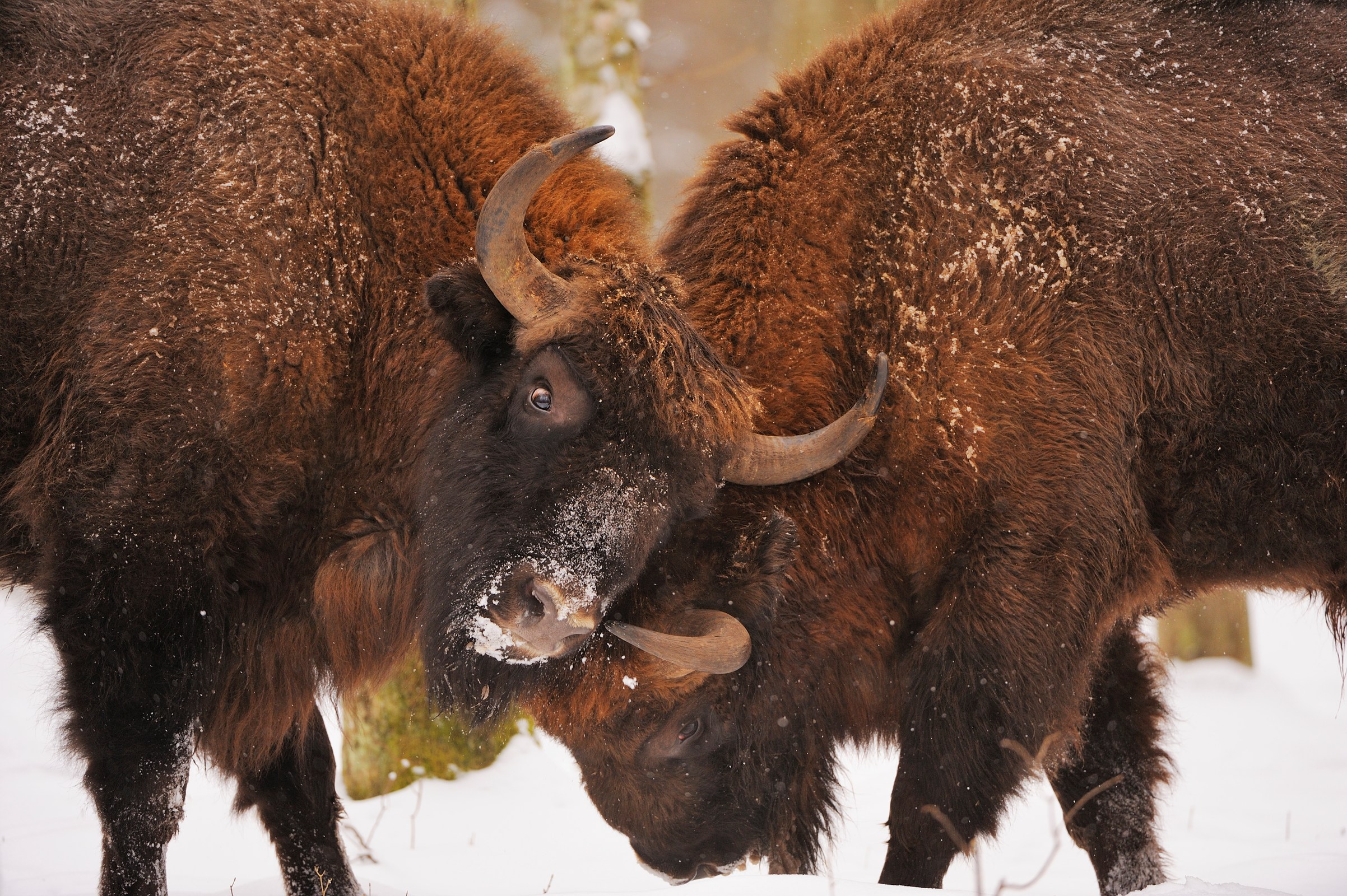 Tall, dark and handsome: the European bison | European bison ...