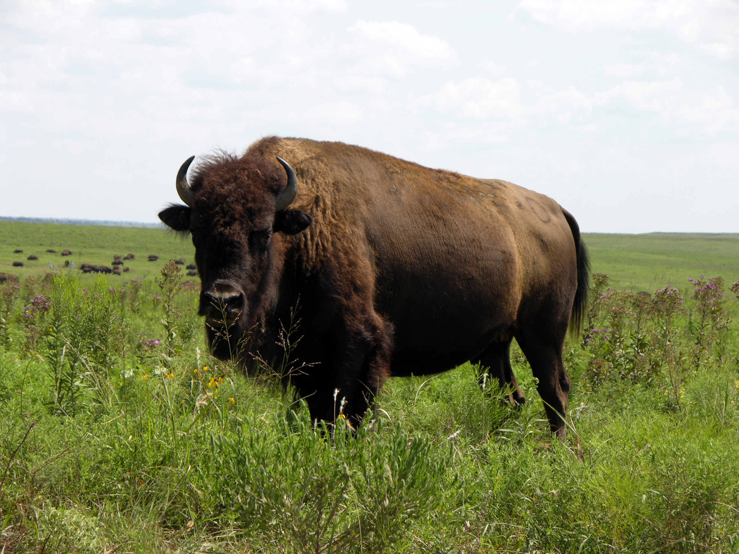 The Benefits of Bison…