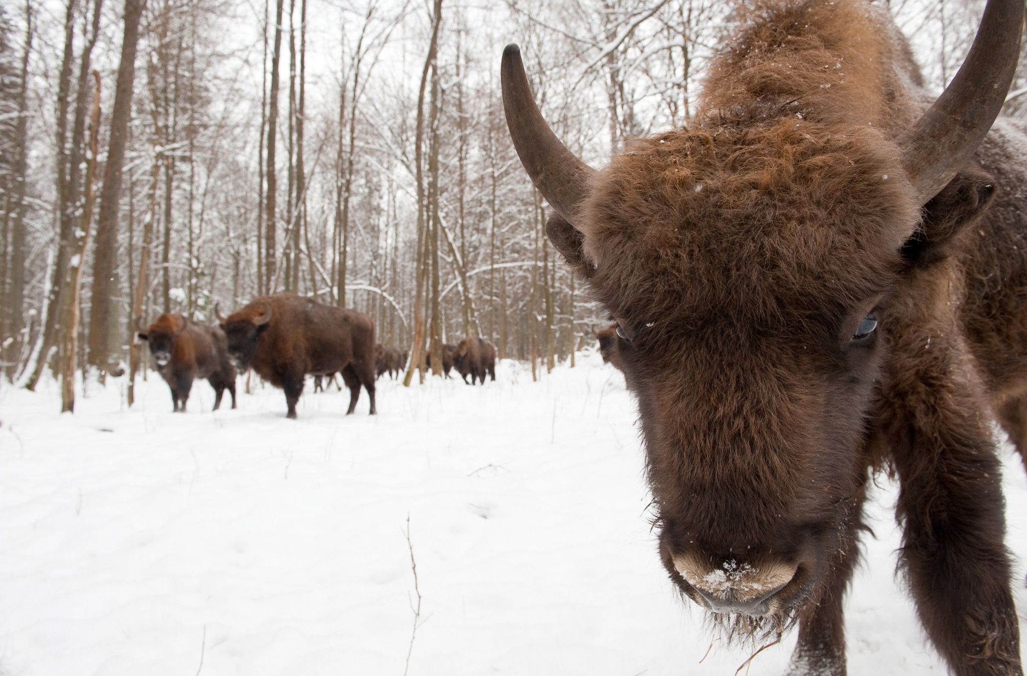 Tall, dark and handsome: the European bison | European bison ...