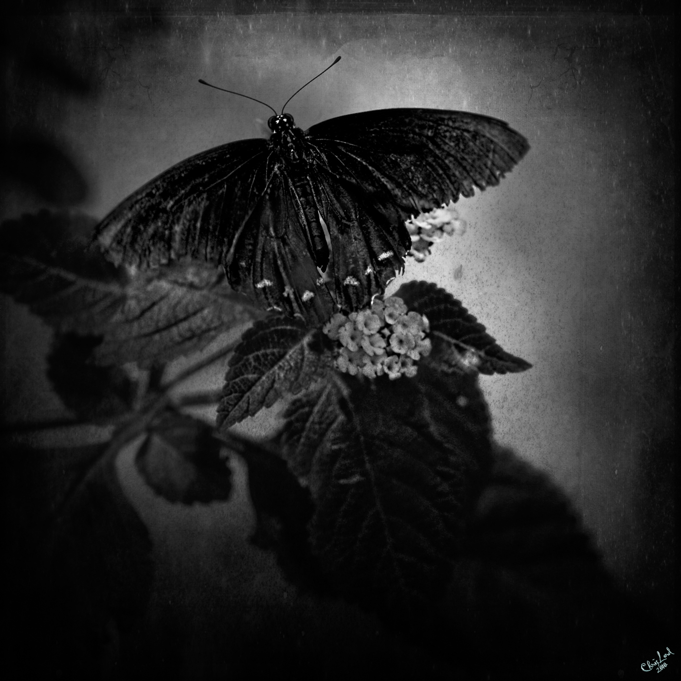 Dark butterfly photo